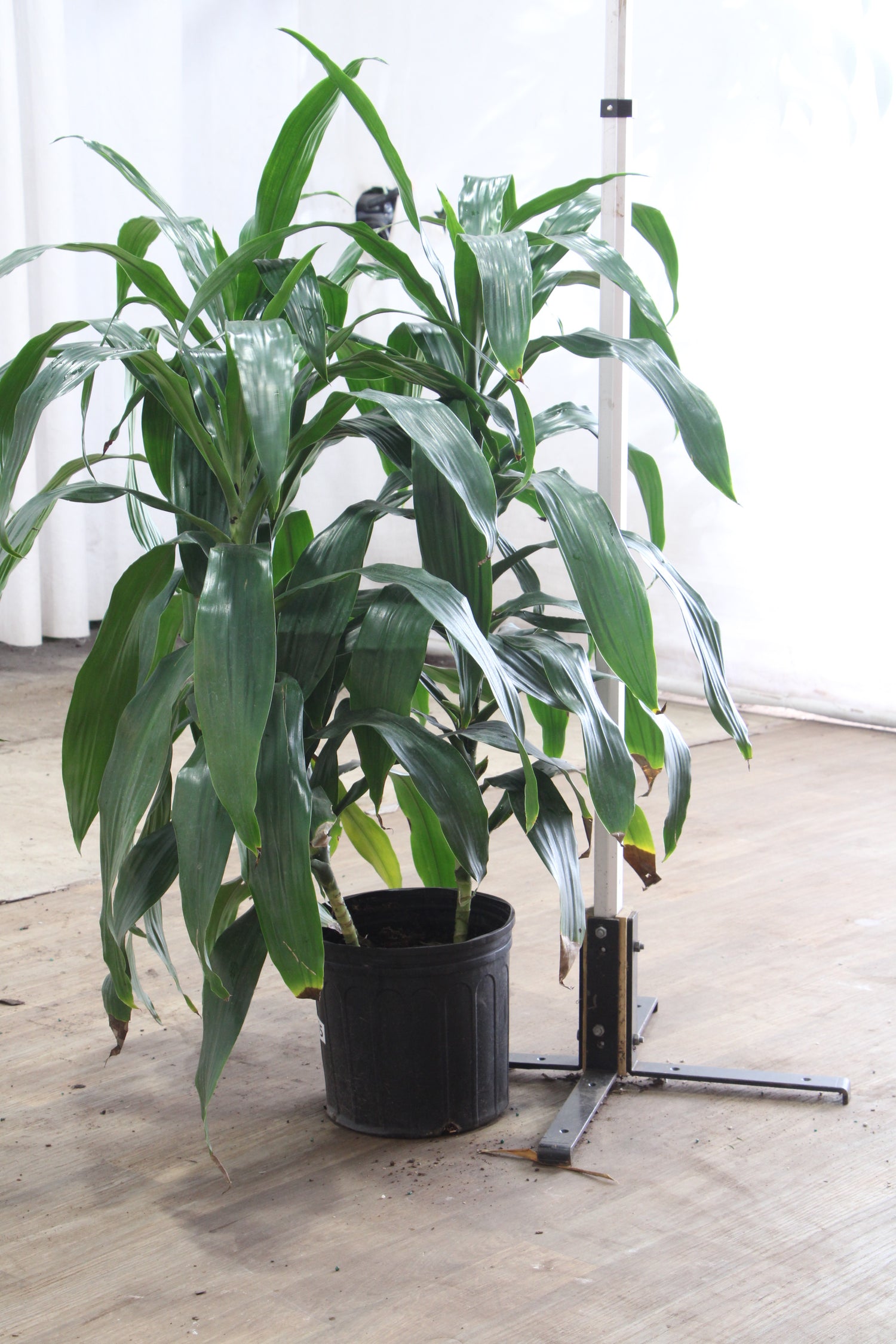 Large Dracaena 'Janet Craig' Cane
