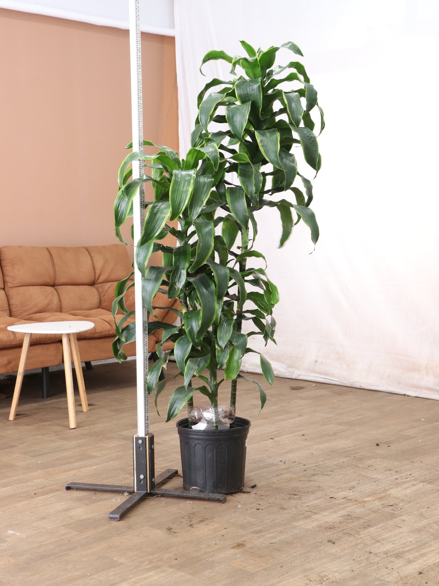 jumbo dracaena cane Large Dracaena 'Carmen' Cane