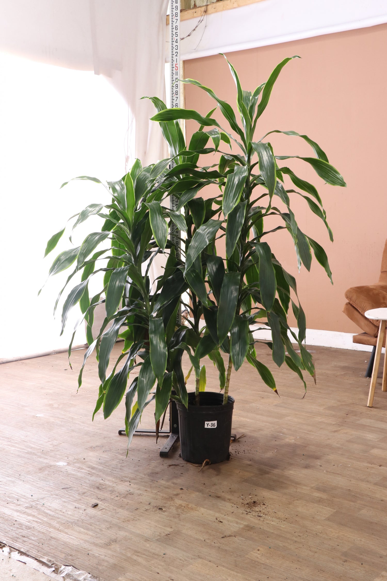 indoor janet craig plant Large Dracaena 'Janet Craig' Cane