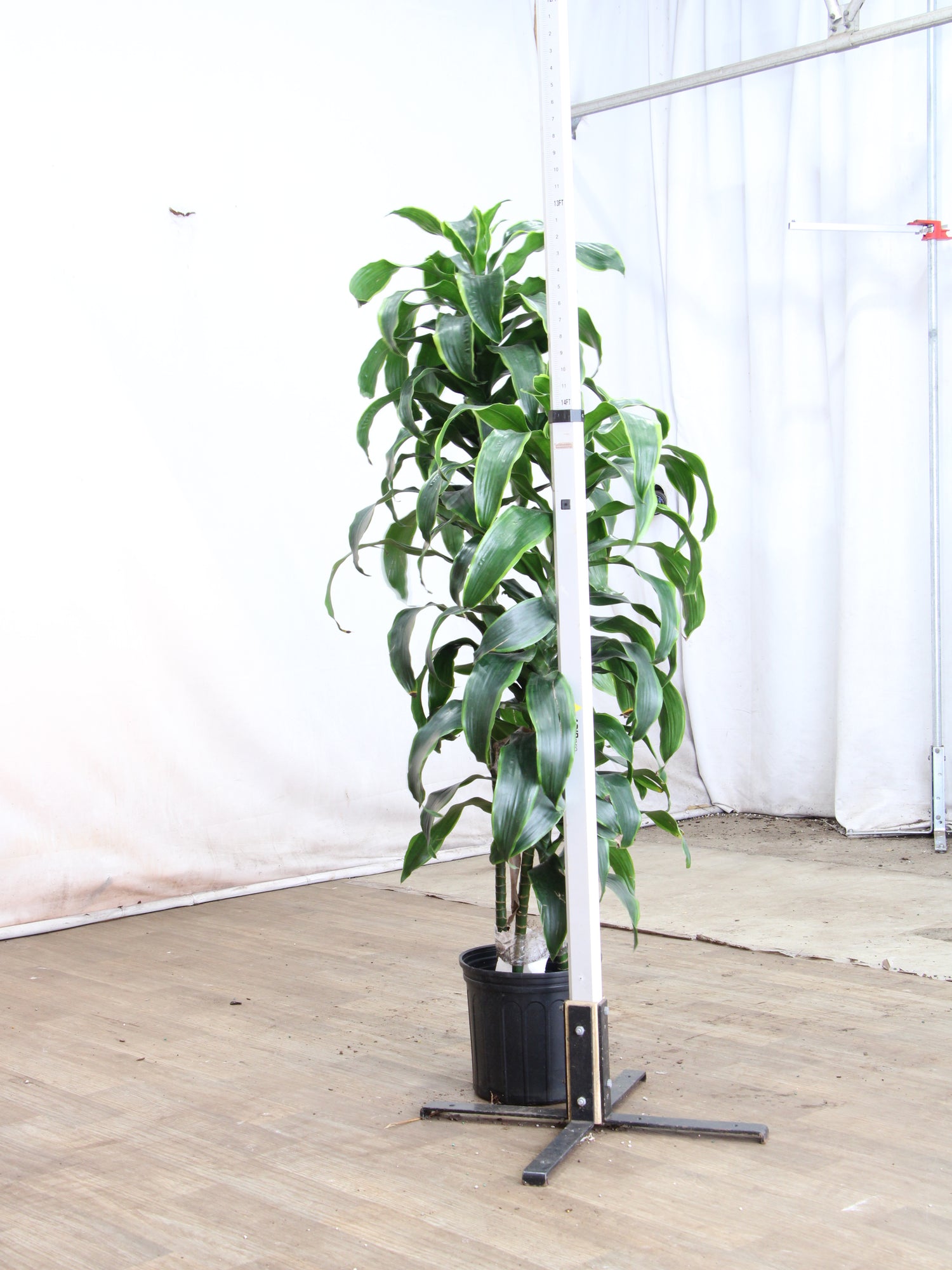 dracaena carmen cane Large Dracaena 'Carmen' Cane