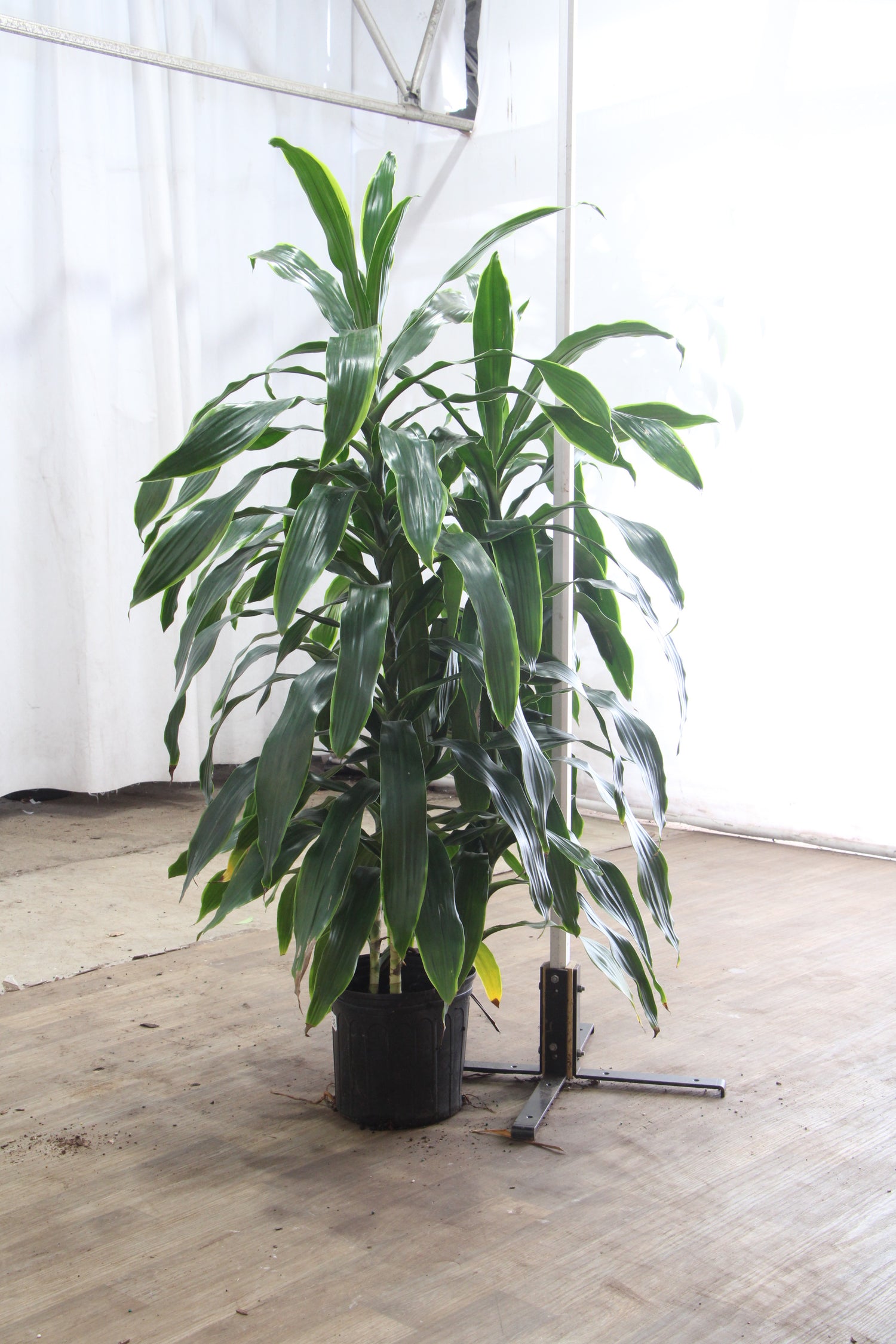 3-5 FT Dracaena 'Janet Craig' Cane – Dahing Plants