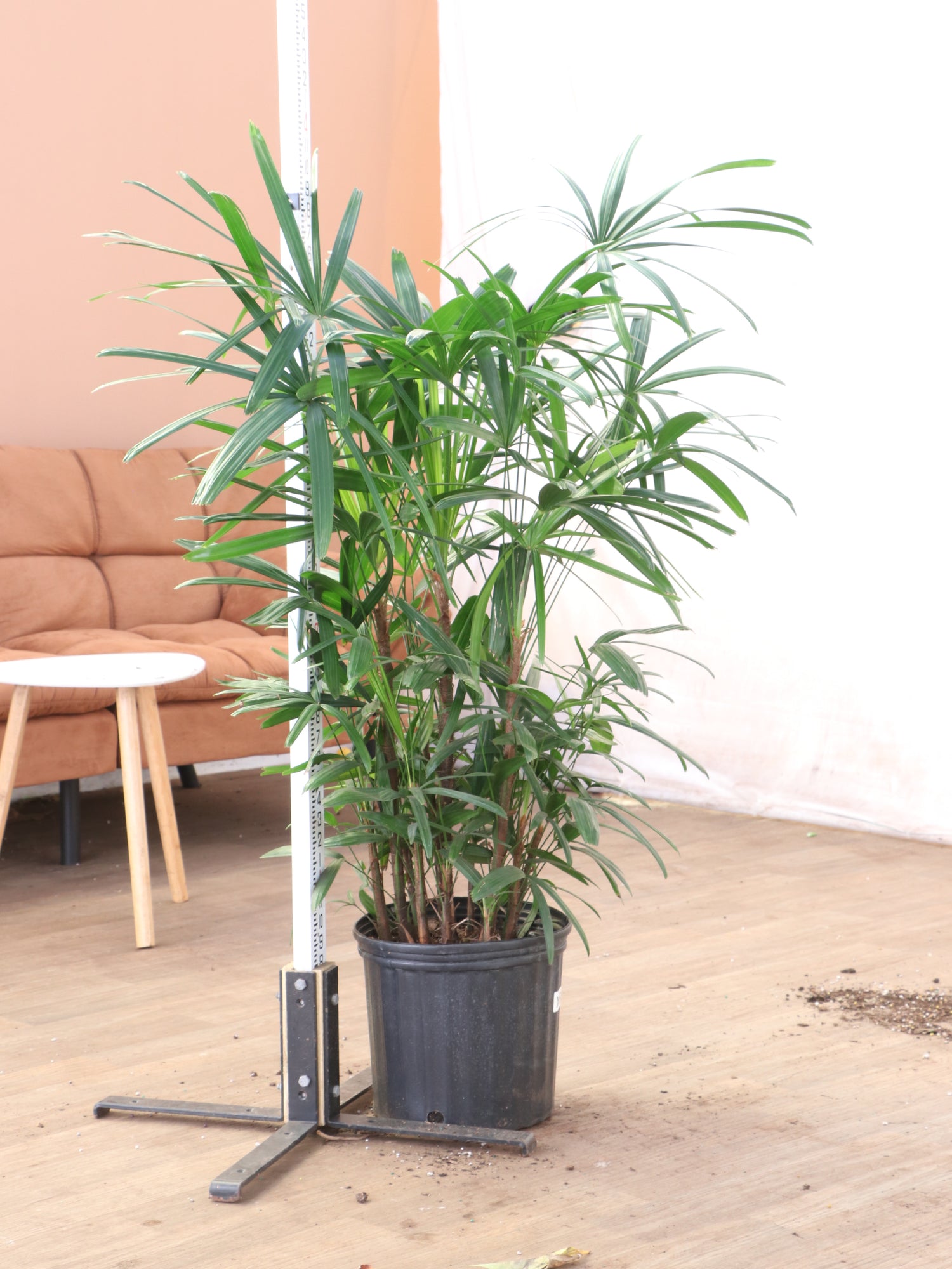 lady palm plant price Buy Large Lady Palm Online | Indoor Palm