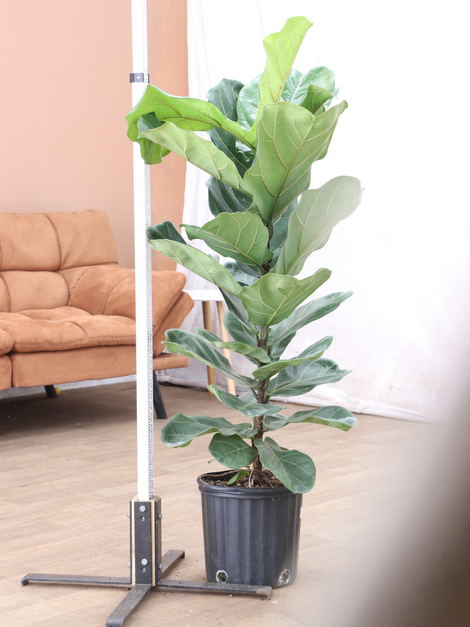 Large Fiddle Leaf Fig Pole