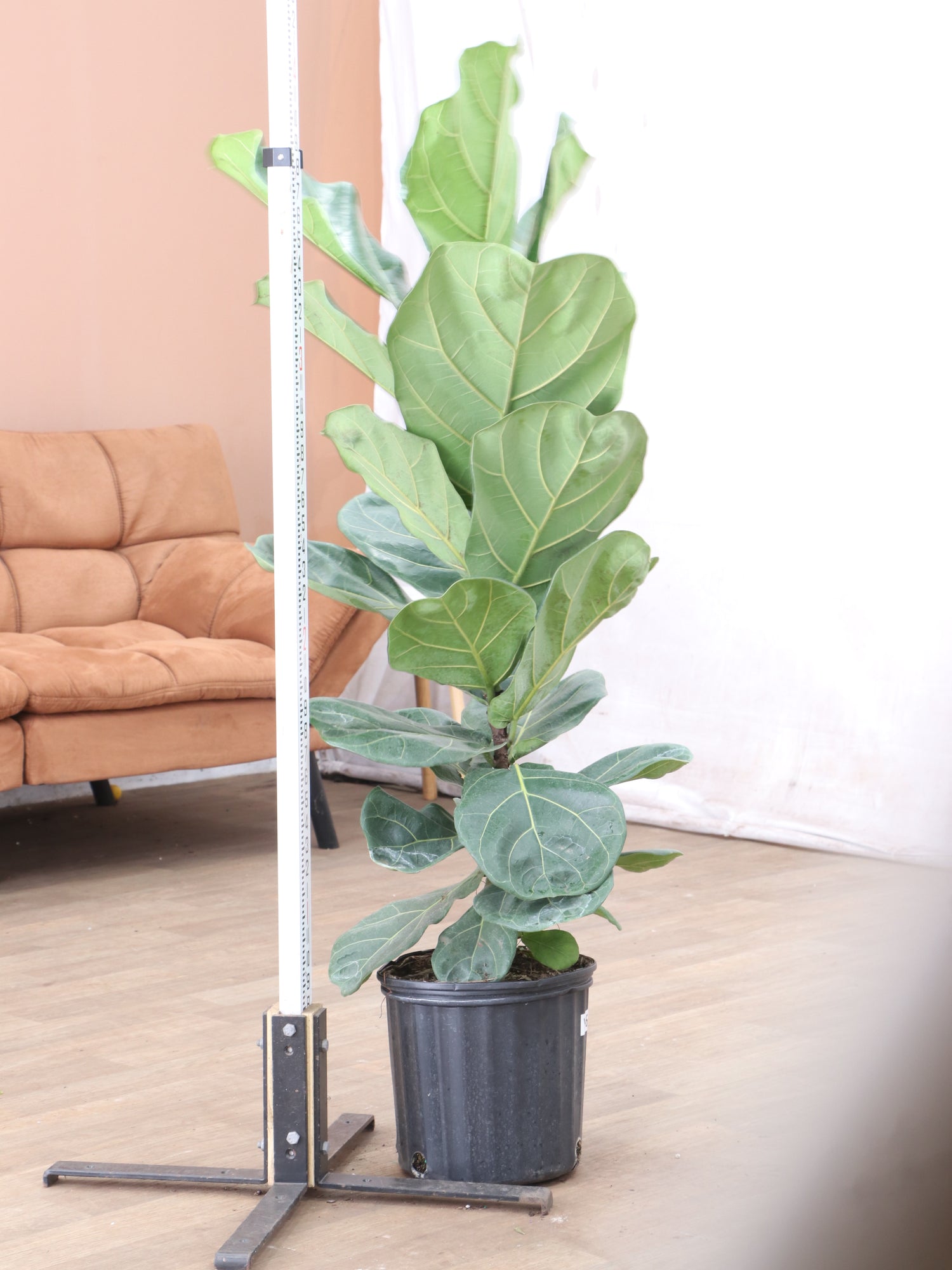 plant stake for fiddle leaf fig 3-5 FT Fiddle Leaf Fig Pole – Dahing Plants