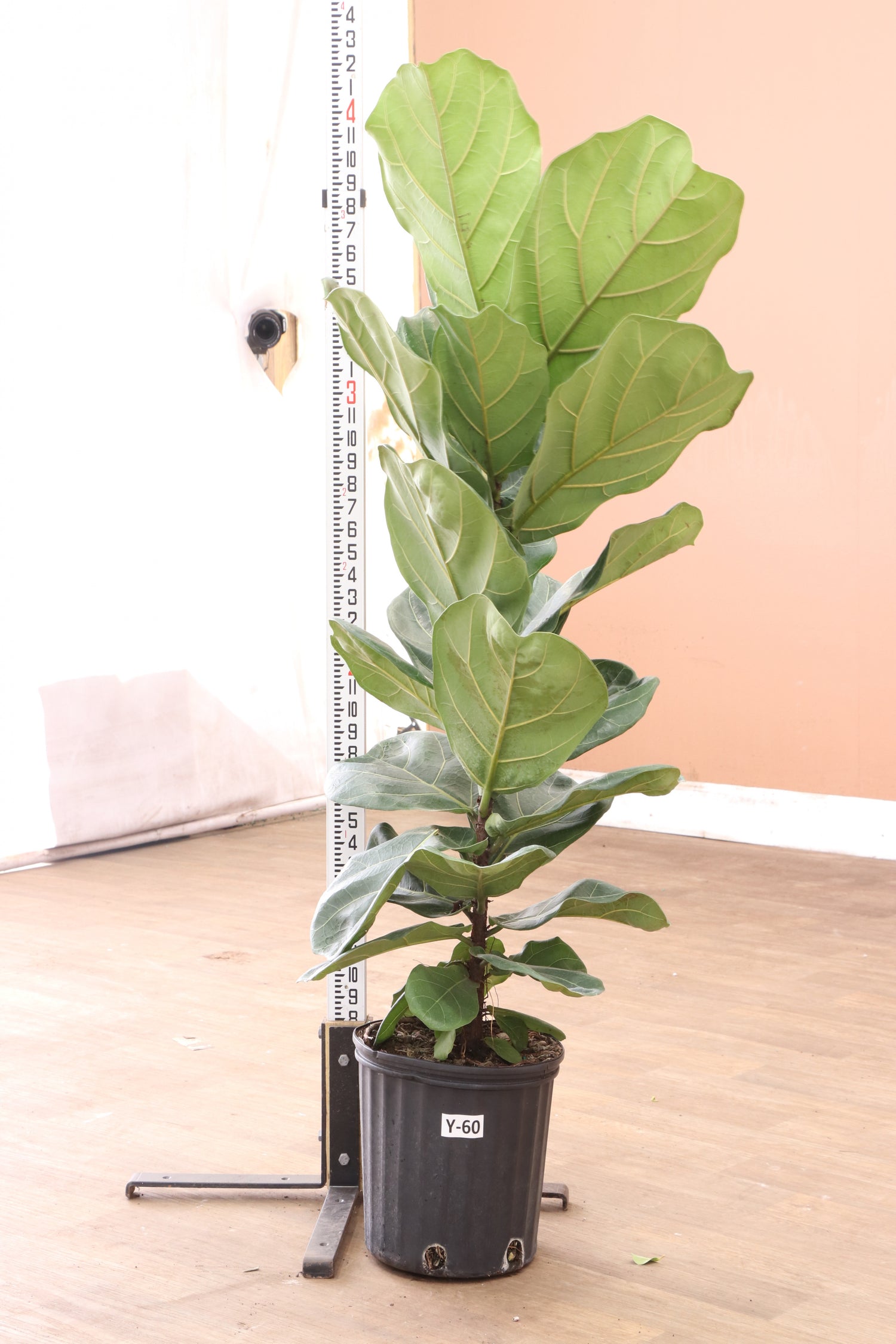fiddle leaf fig support stick 3-5 FT Fiddle Leaf Fig Pole – Dahing Plants