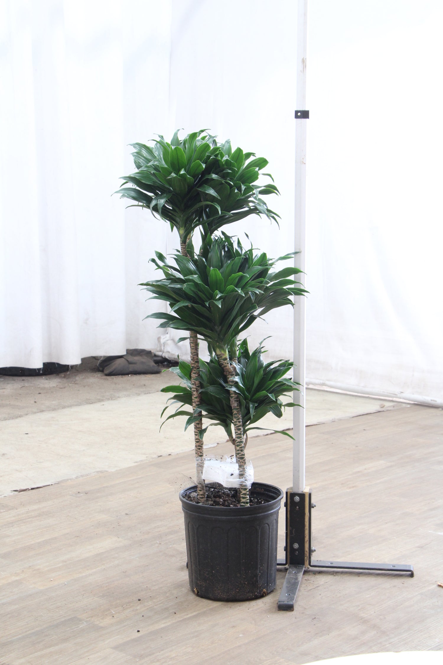 dracaena craigii compacta Buy Dracaena 'Compacta' Online | Large Indoor Plant