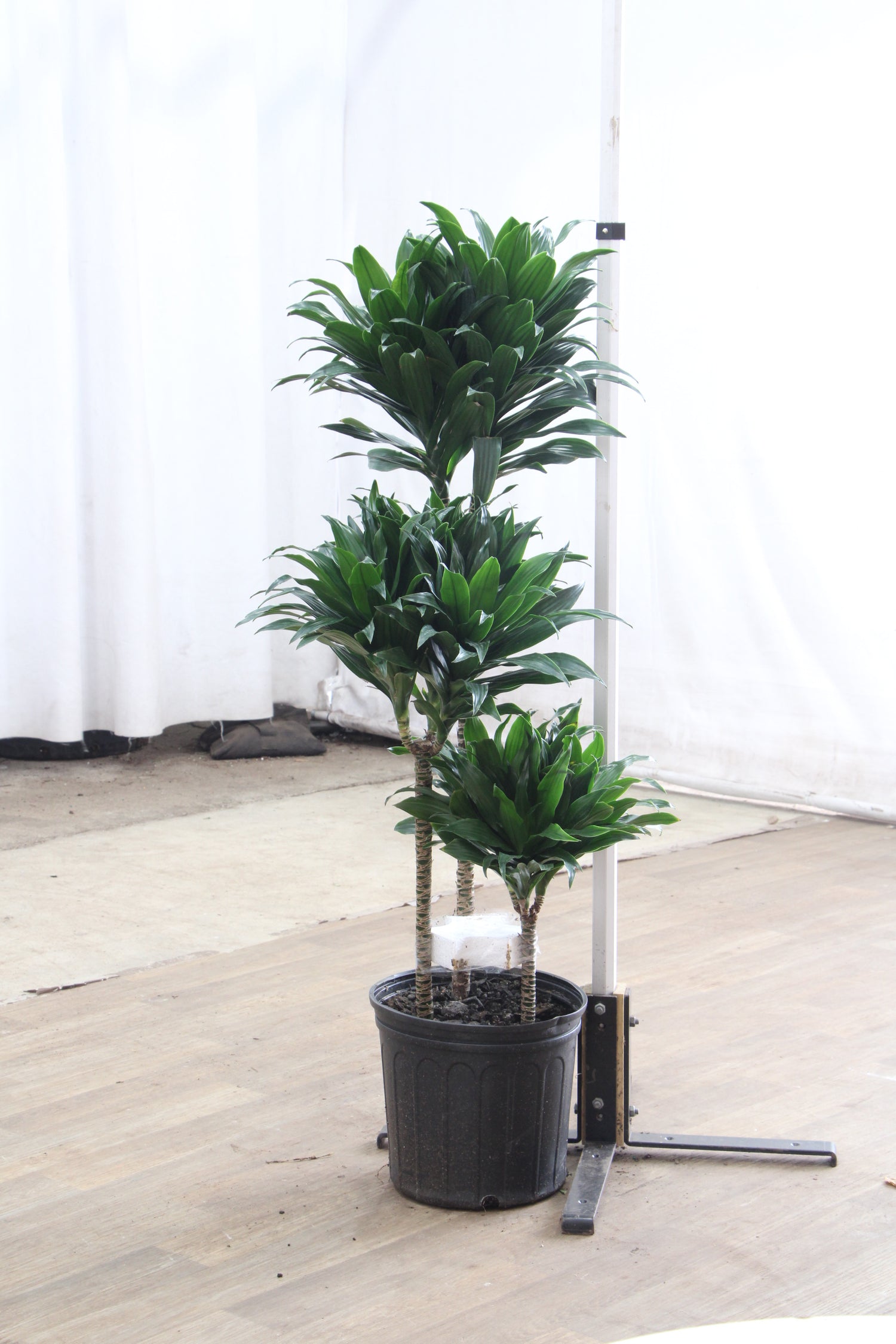 dracaena compacta growth rate Large Dracaena 'Compacta'