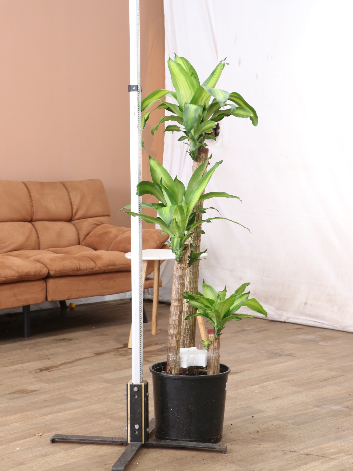 dracaena mass corn plant Buy Large Mass Cane Online | Large Indoor Plant