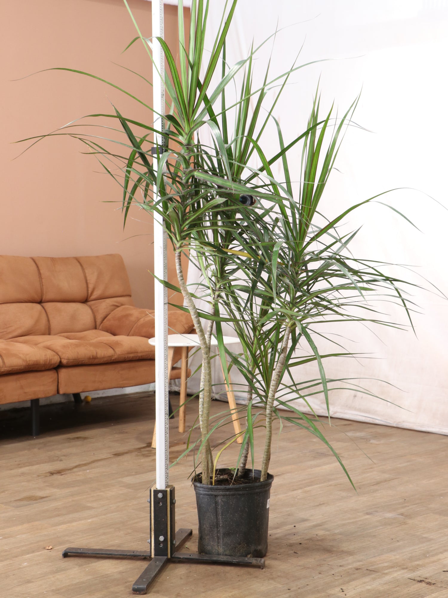 live dracaena Buy Dracaena Marginata Online | Large Indoor Plant