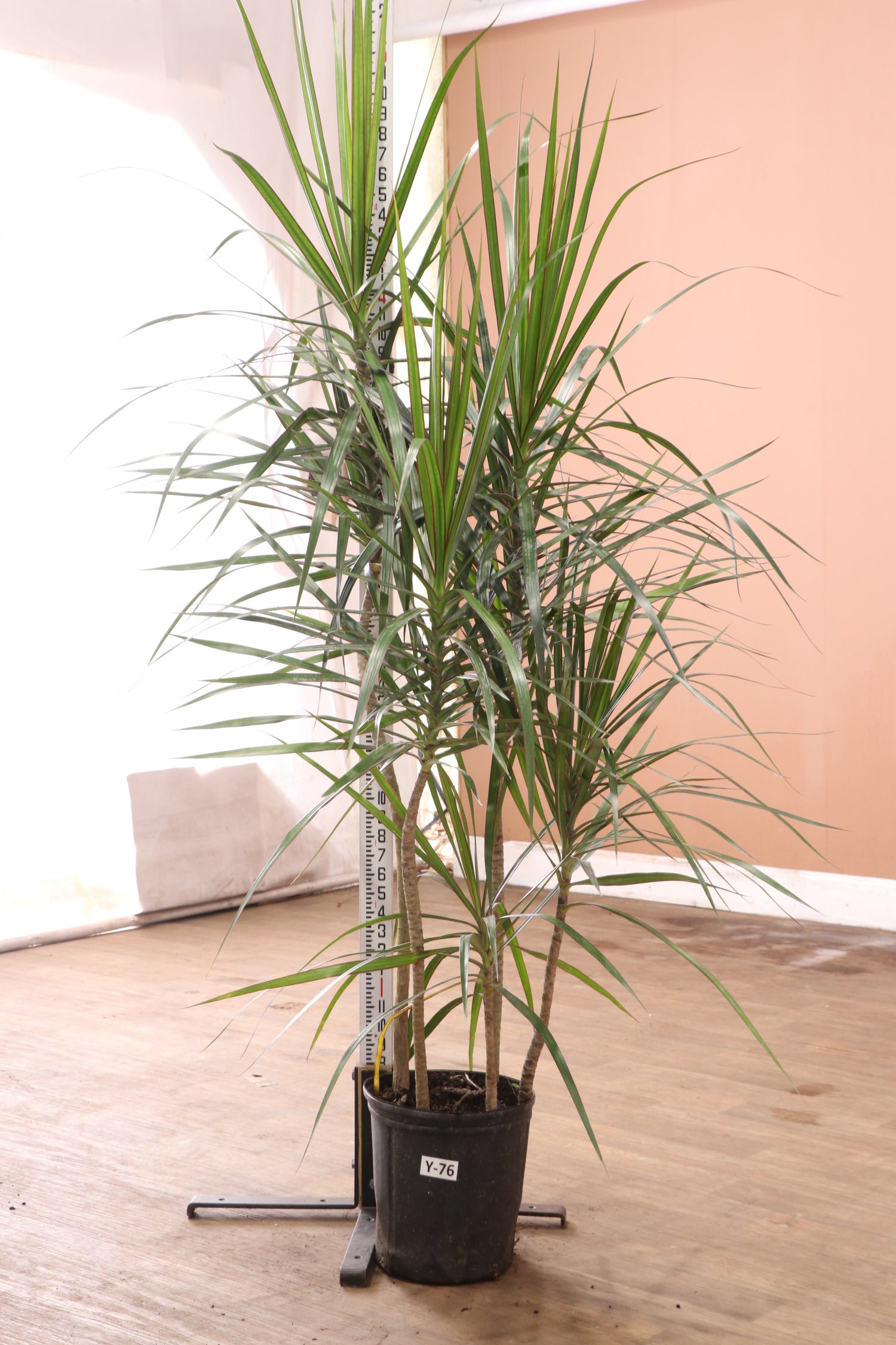 dracaena marginata pflege Large Dracaena Marginata