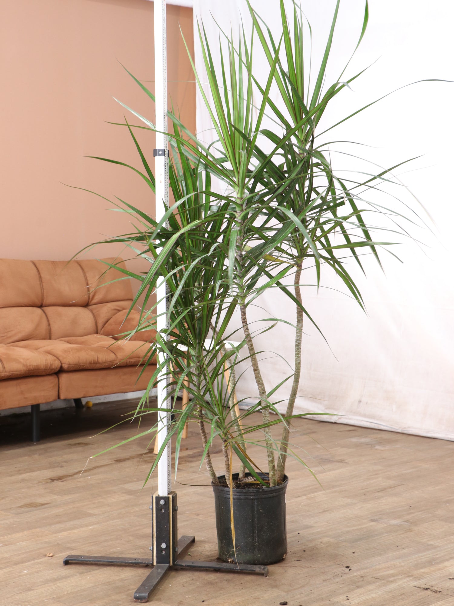 Large Dracaena Marginata