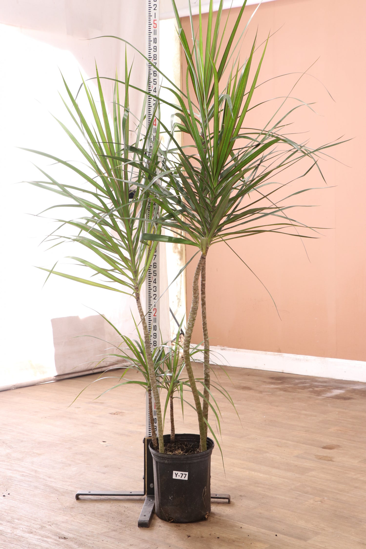 leggy dracaena Large Dracaena Marginata