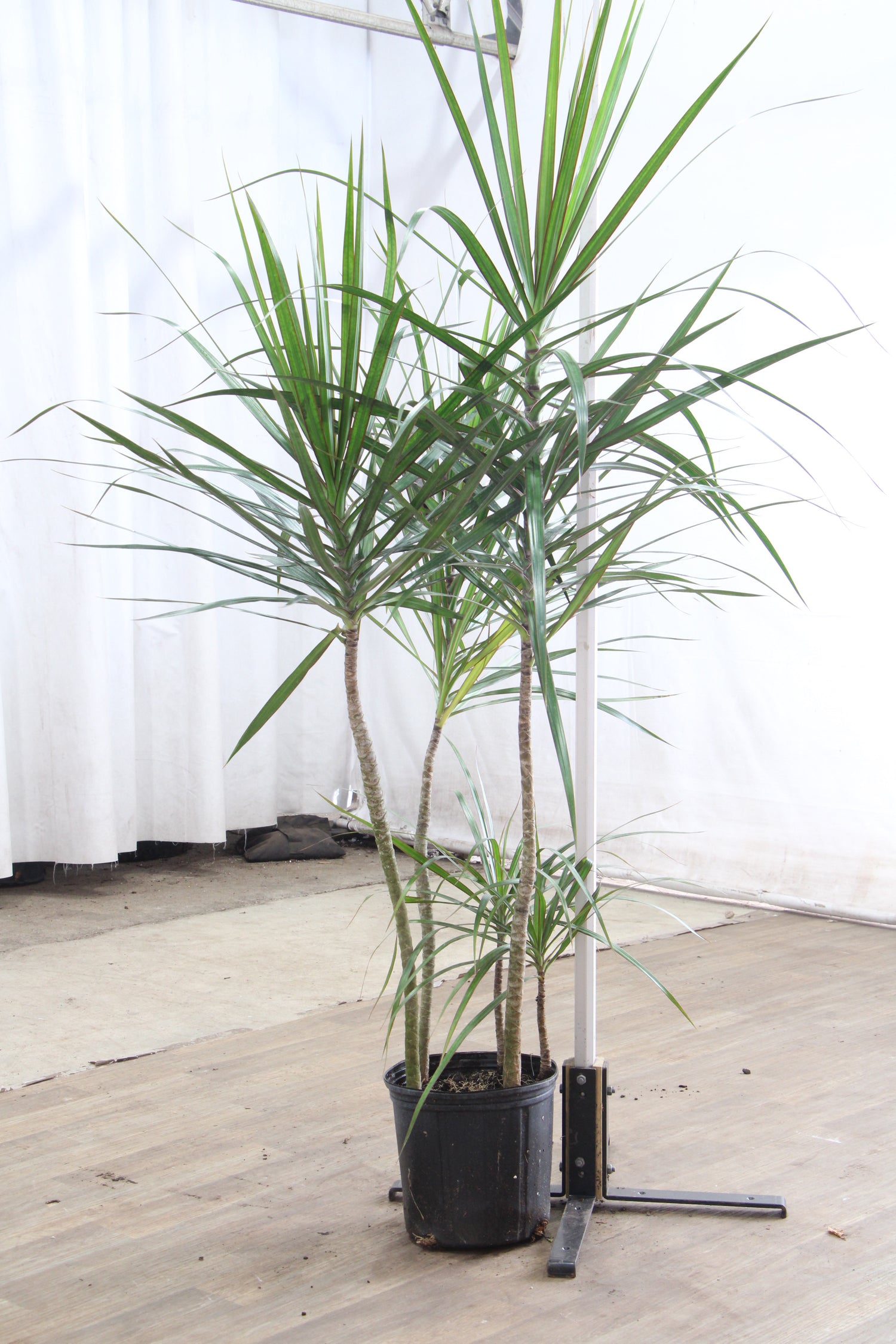 dracaena marginata ingrijire Large Dracaena Marginata