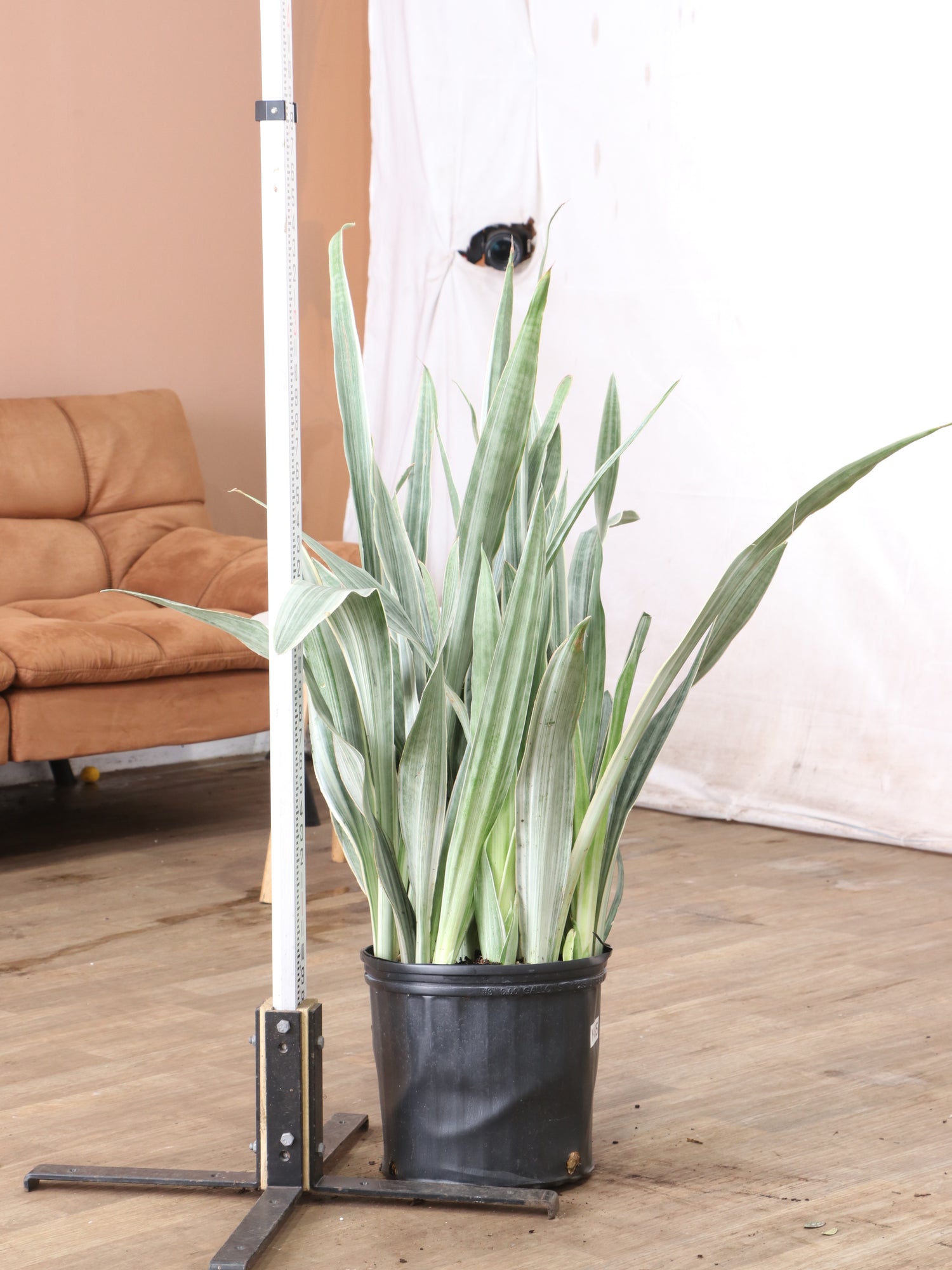 sansevieria sayuri for sale Large Snake Plant 'Sayuri'