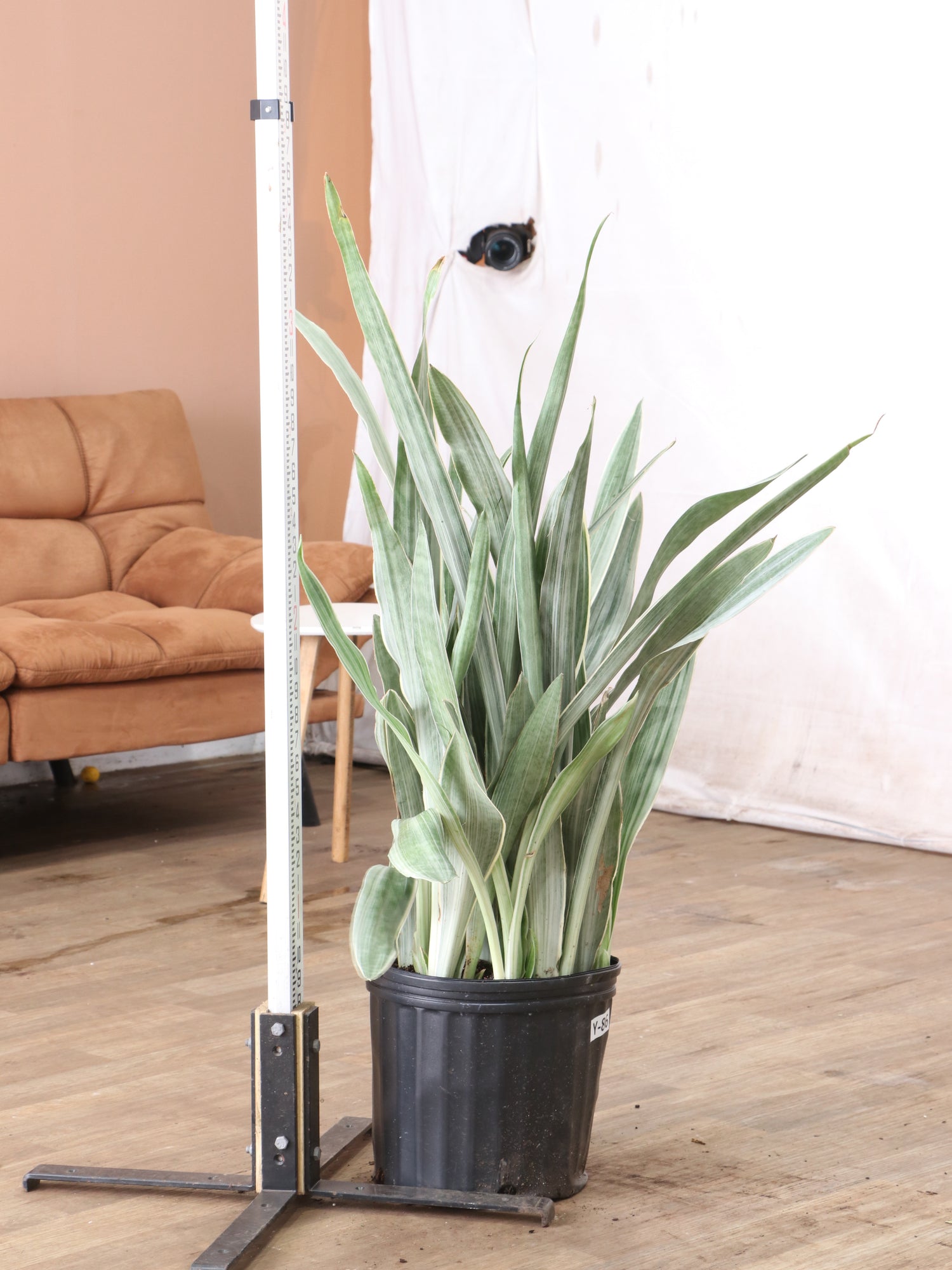 3-5 FT Snake Plant 'Sayuri'  Dahing Plants
