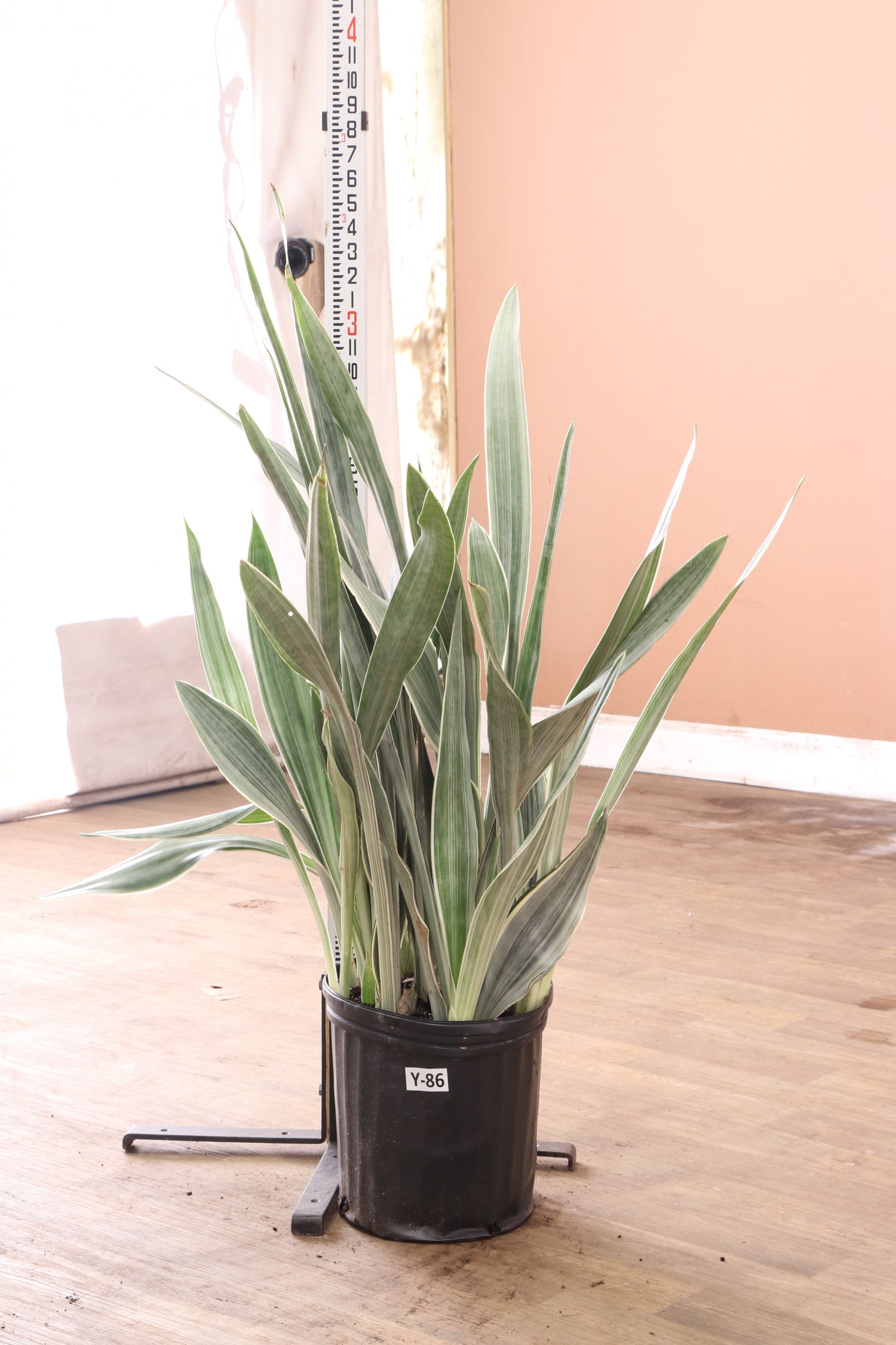 3-5 FT Snake Plant 'Sayuri' – Dahing Plants