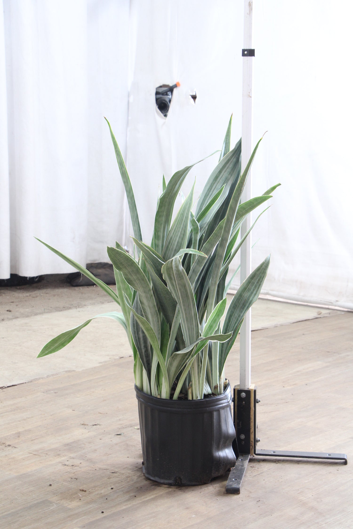 3-5 FT Snake Plant 'Sayuri' – Dahing Plants