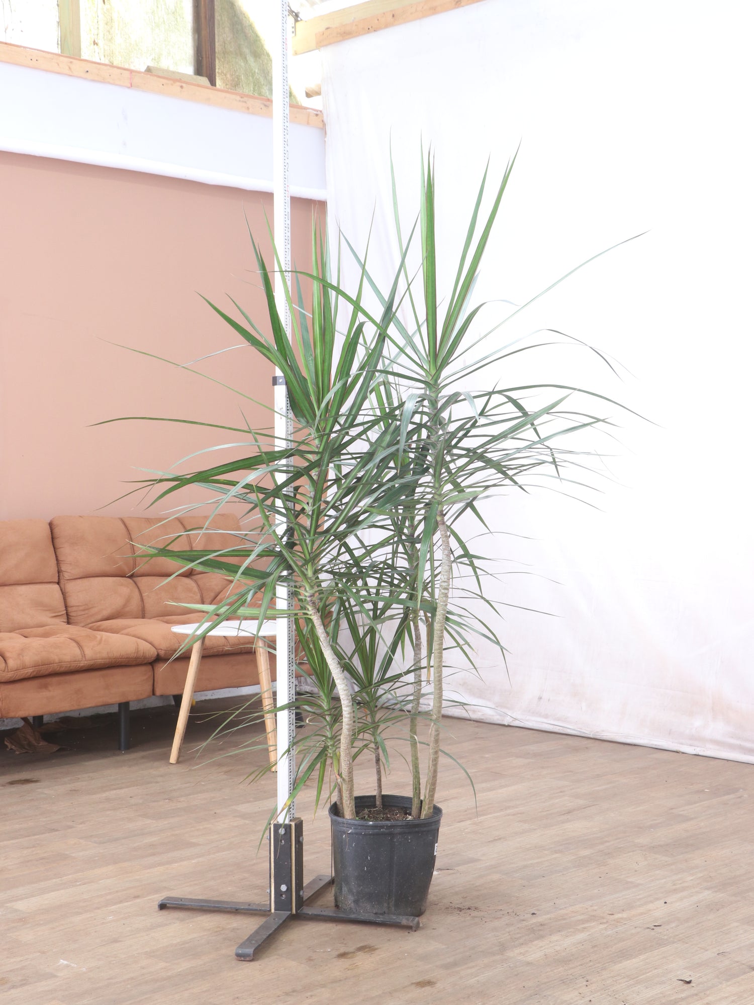 is dracena a indoor plant Large Dracaena Marginata