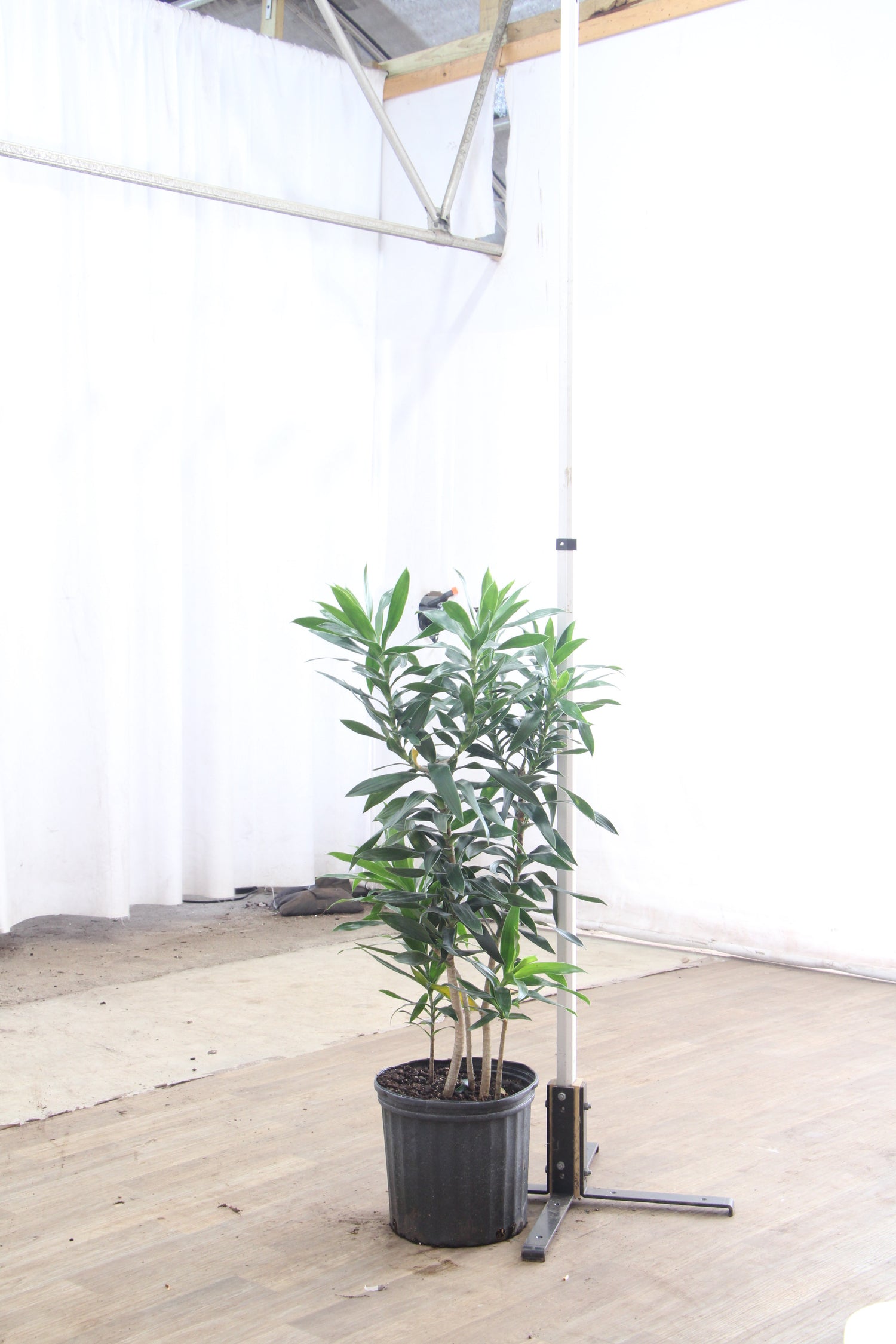 dracaena reflexa large Large Dracaena Reflexa