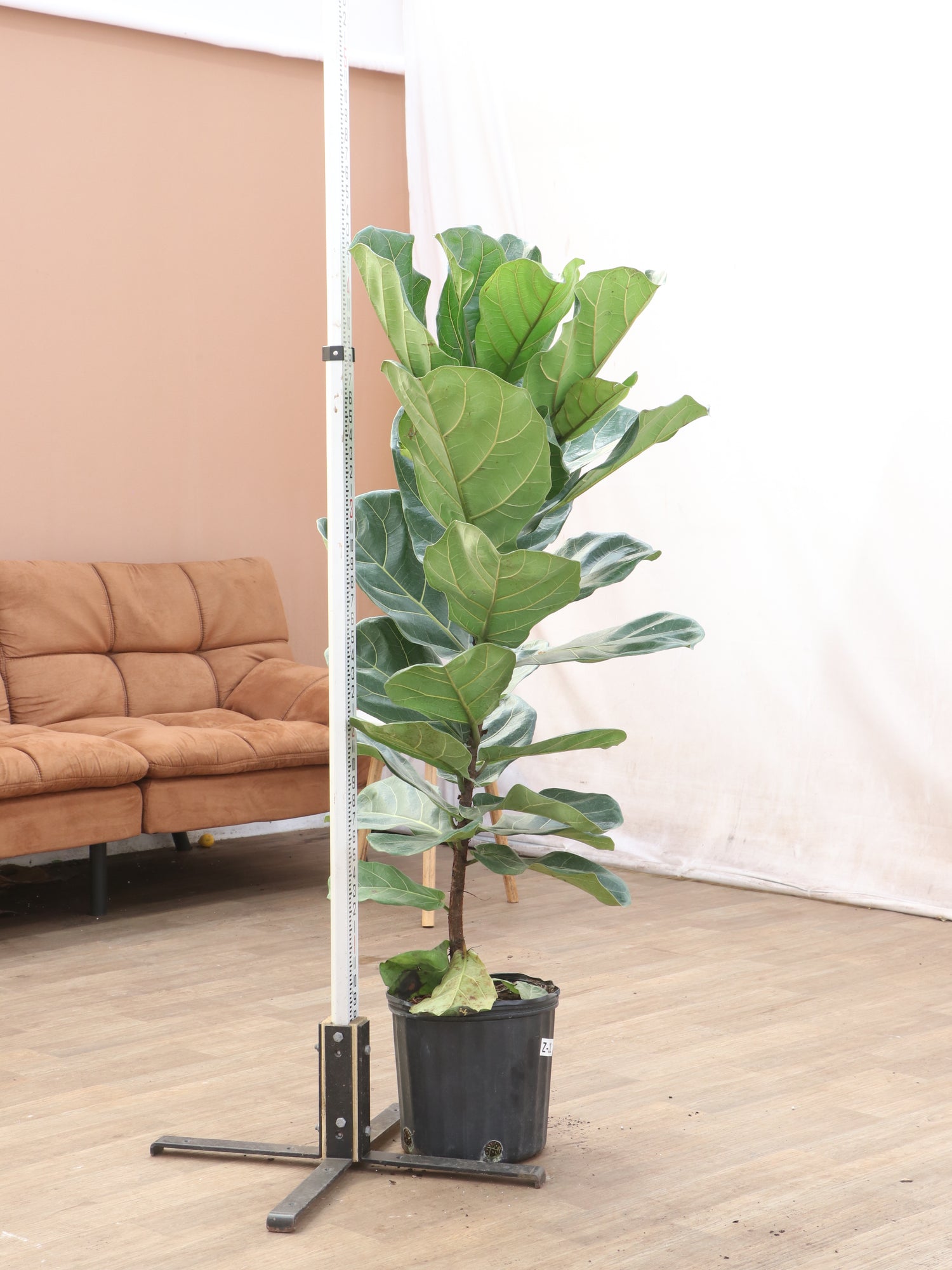 column fiddle leaf fig 3-5 FT Fiddle Leaf Fig Pole – Dahing Plants