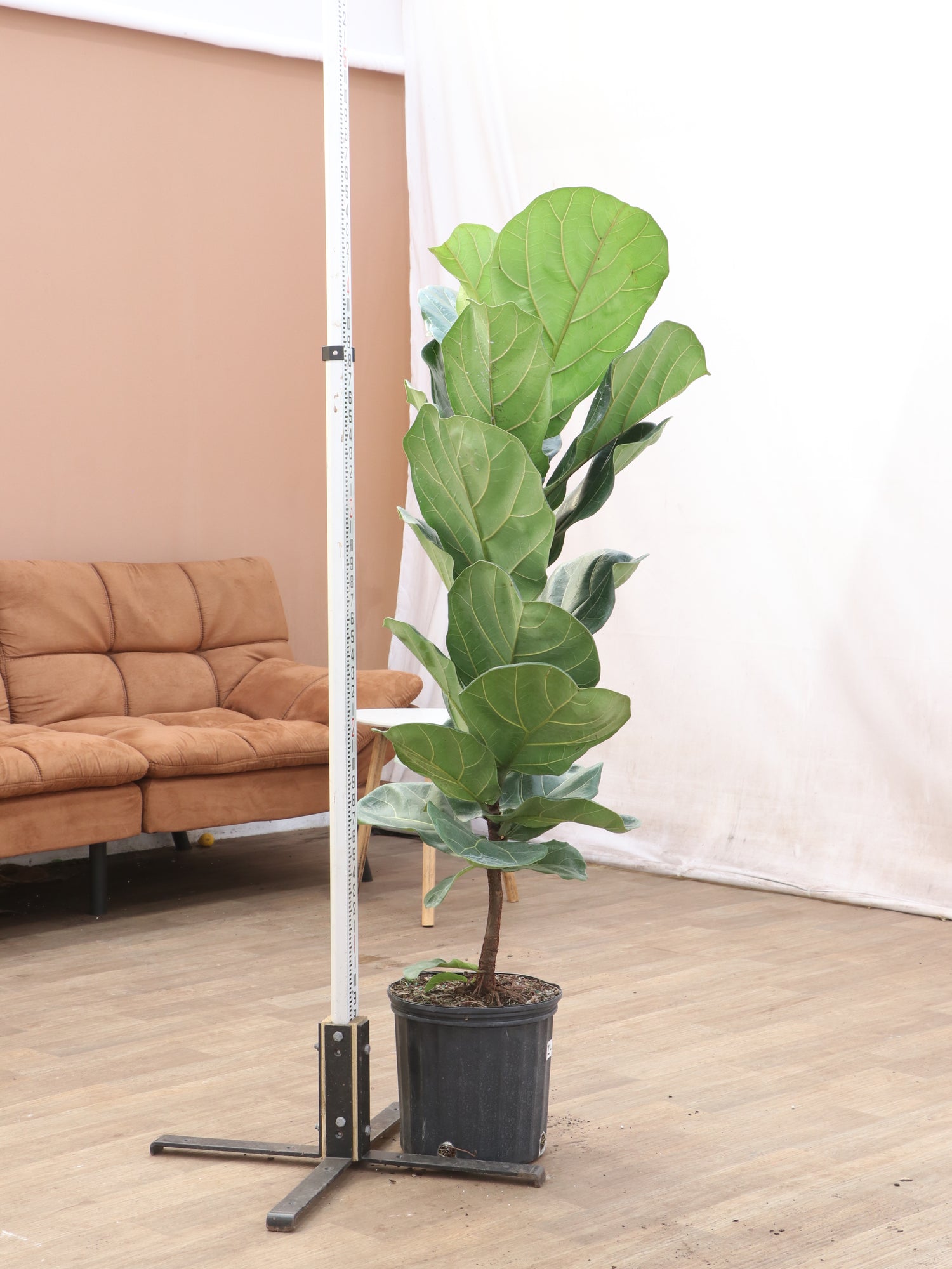 5 foot fiddle leaf fig Large Fiddle Leaf Fig Pole