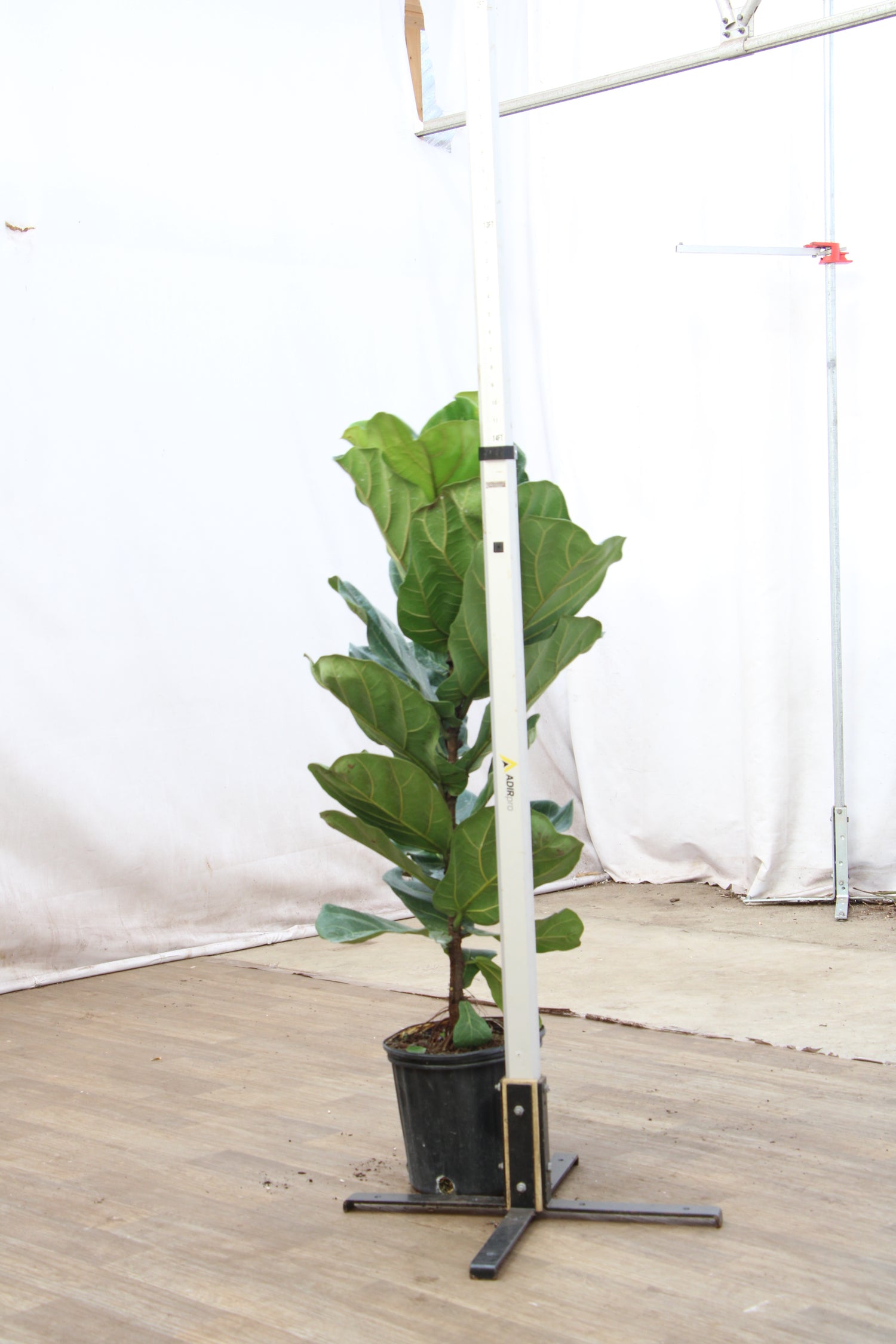 fiddle leaf fig support stick 3-5 FT Fiddle Leaf Fig Pole – Dahing Plants