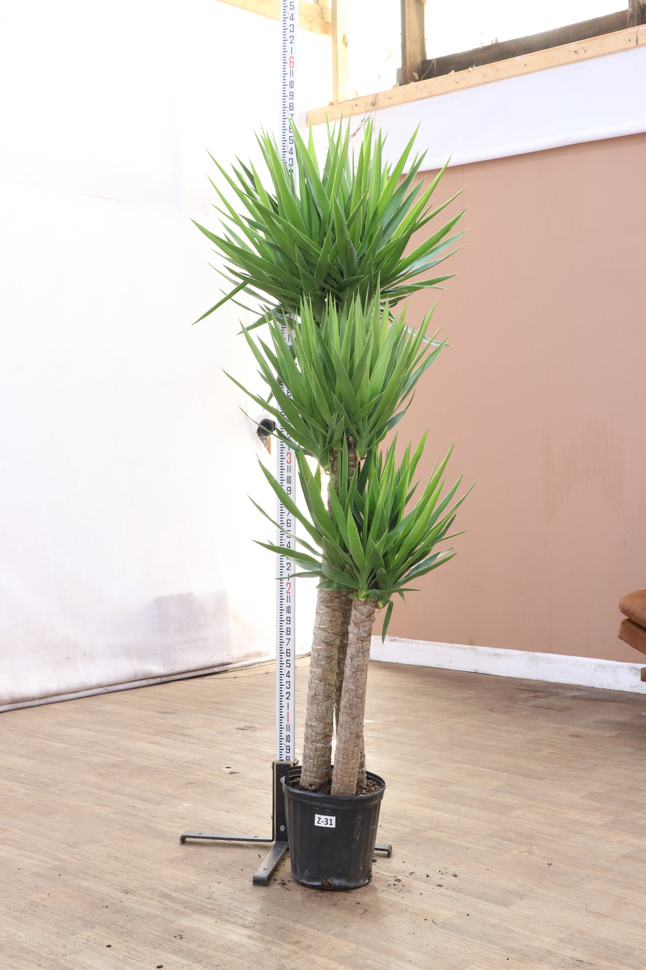 3-5 FT Yucca Cane- NYC, NJ, CT, Boston, Providence, Washington DC