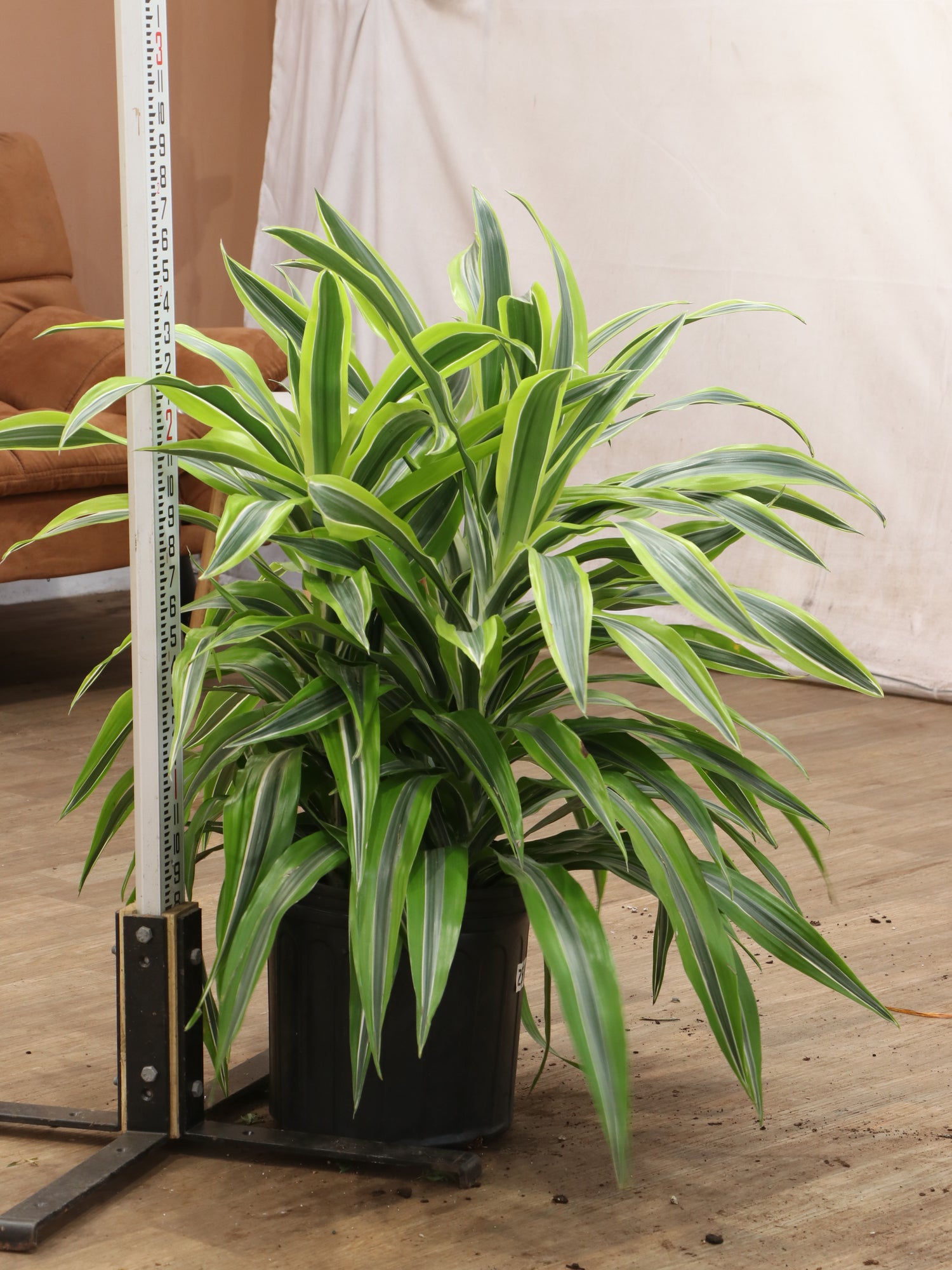 dracaena warneckii varieties Buy Dracaena Warneckii 'Lemon Lime' Cane Online