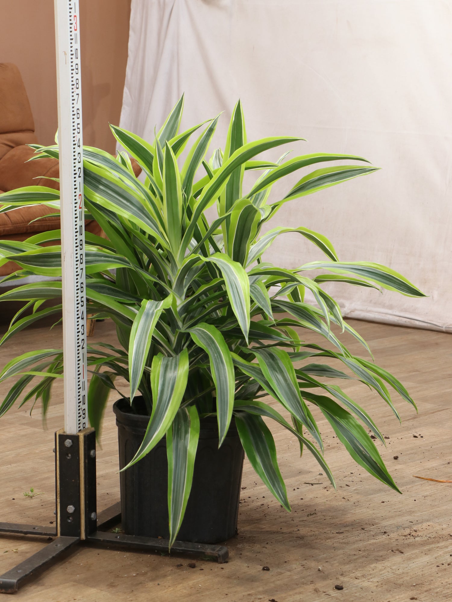 dracaena malaika lime Buy Dracaena Warneckii 'Lemon Lime' Cane Online