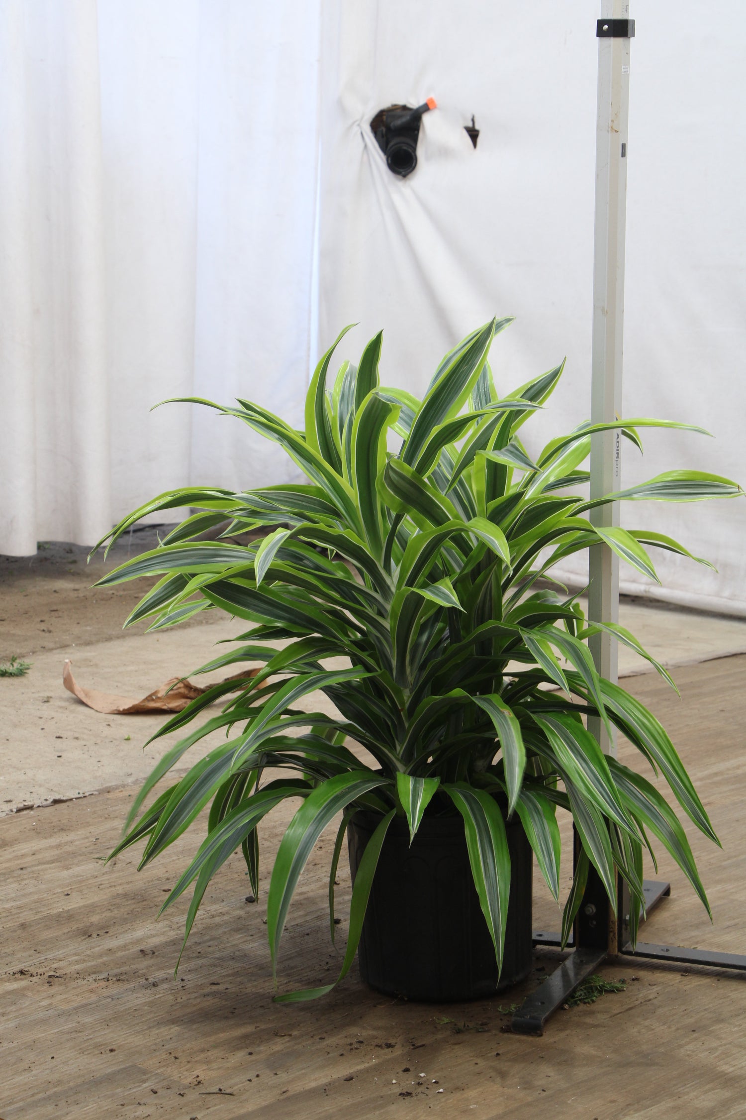 lemon lime dracaena outside Buy Dracaena Warneckii 'Lemon Lime' Cane Online