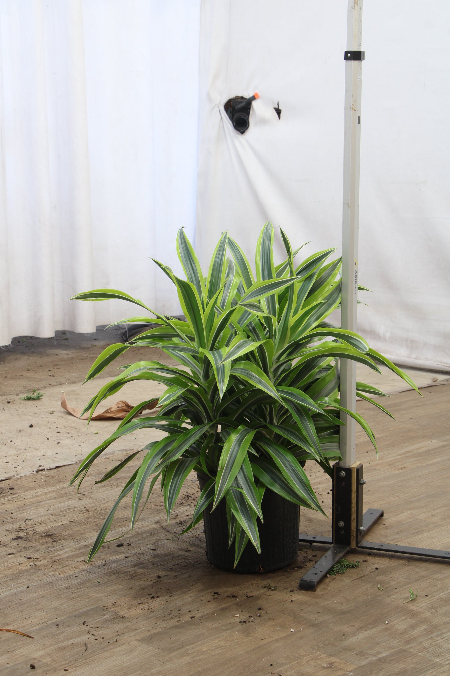 dracaena ellenbeckii Buy Dracaena Warneckii 'Lemon Lime' Cane Online