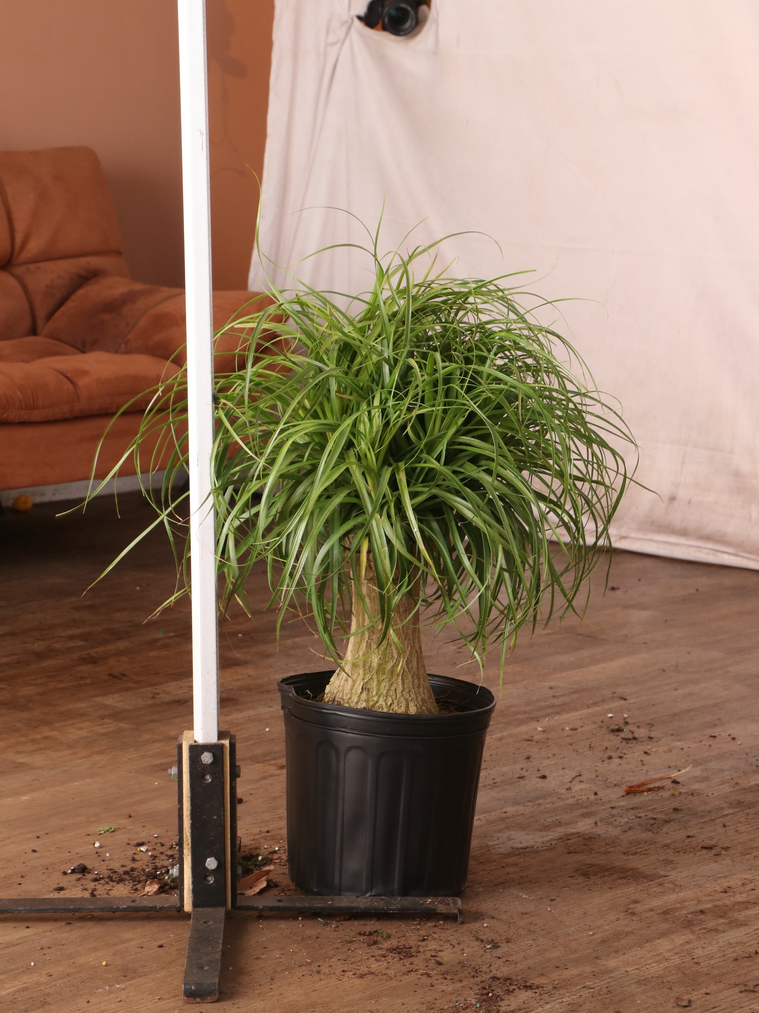 ponytail palm size 3-5 FT Ponytail Palm – Dahing Plants