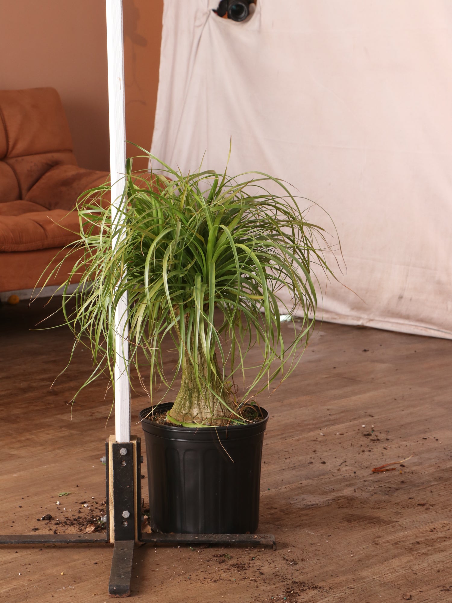 Large Ponytail Palm