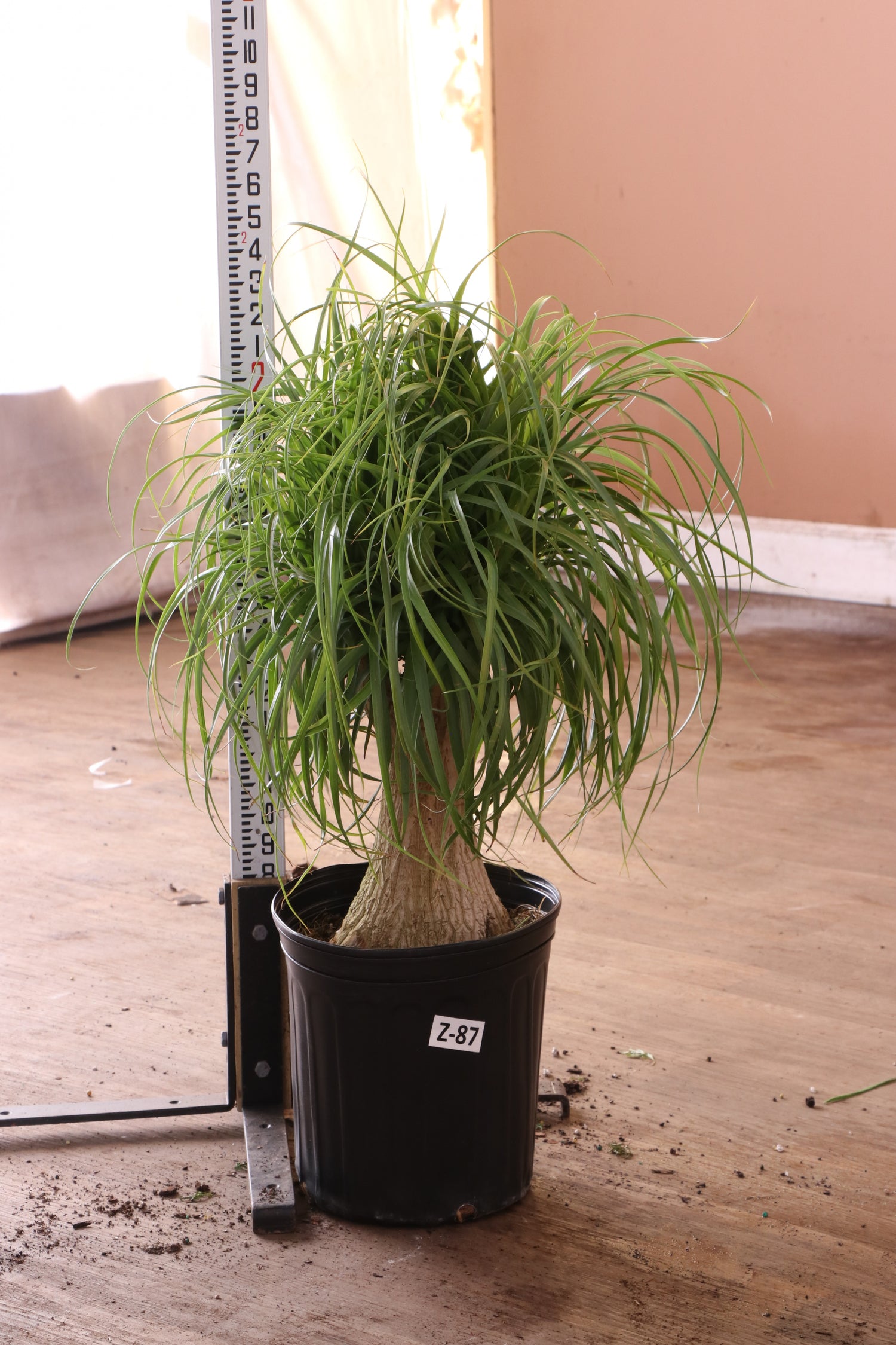 Large Ponytail Palm