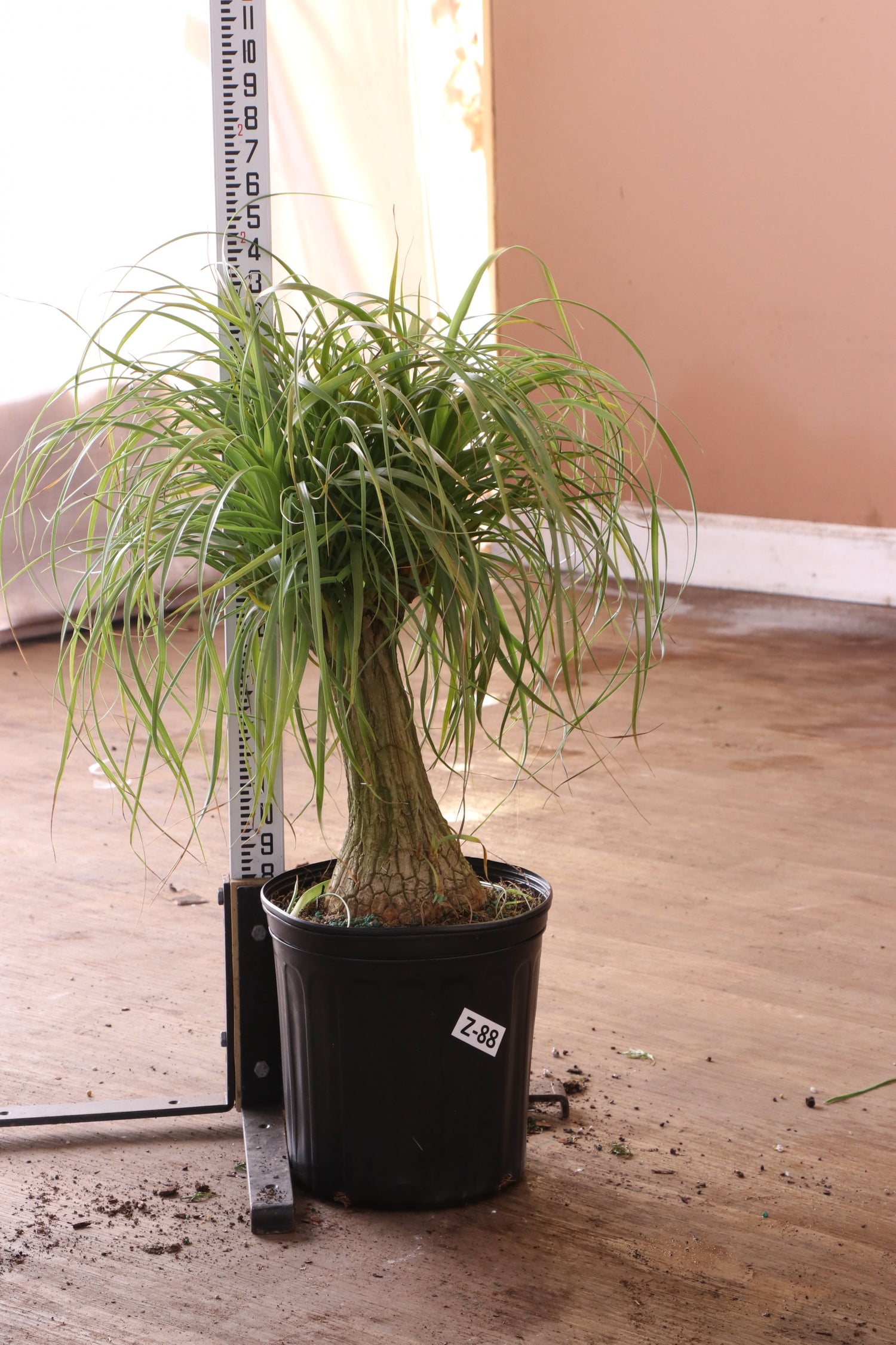 buy ponytail palm 10 foot Large Ponytail Palm