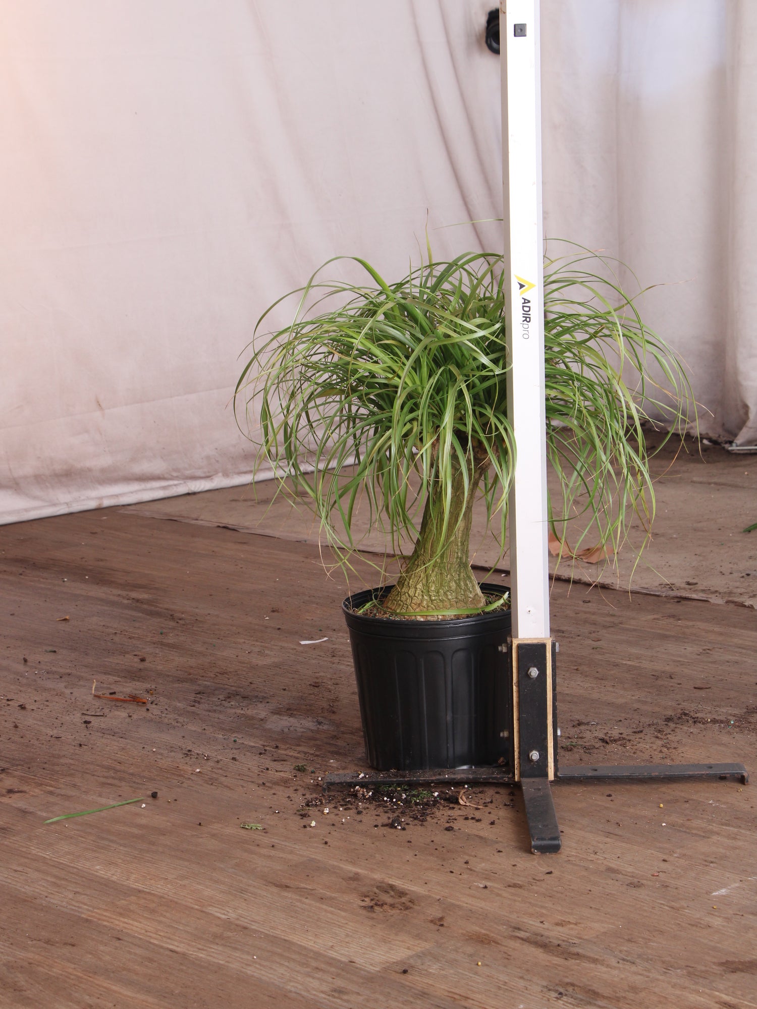 huge ponytail palm for sale 3-5 FT Ponytail Palm – Dahing Plants