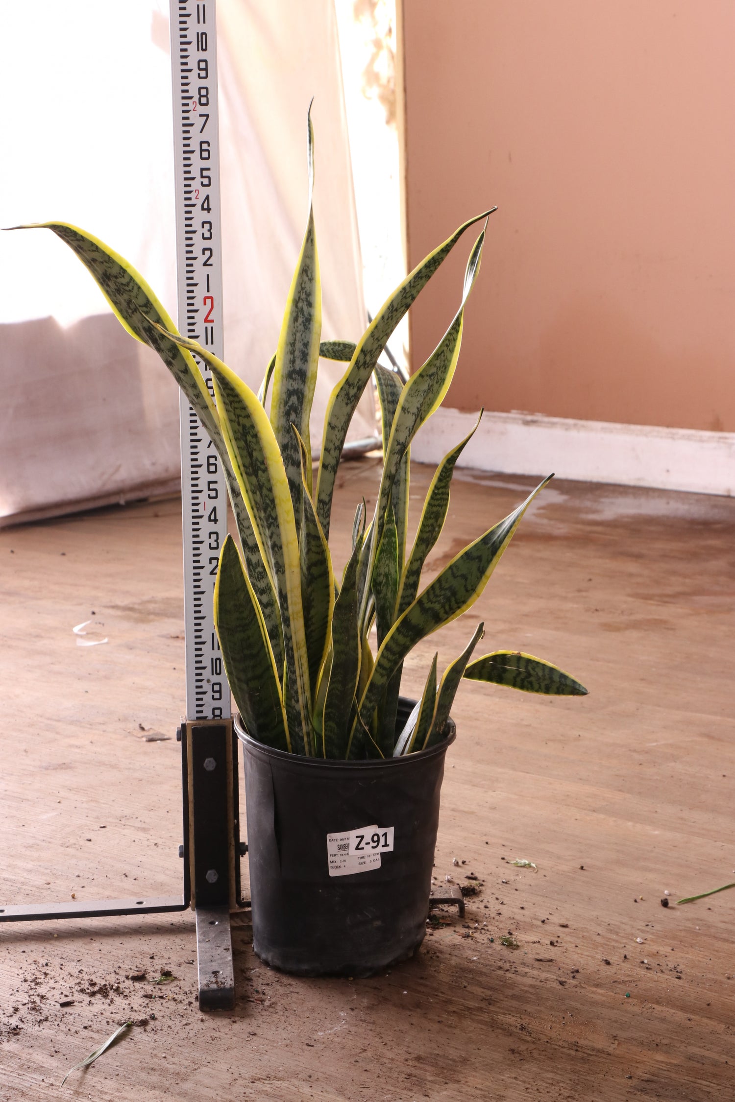 snake plant varieties for sale Buy Snake Plant (trifasciata) Online | Large Indoor Plant