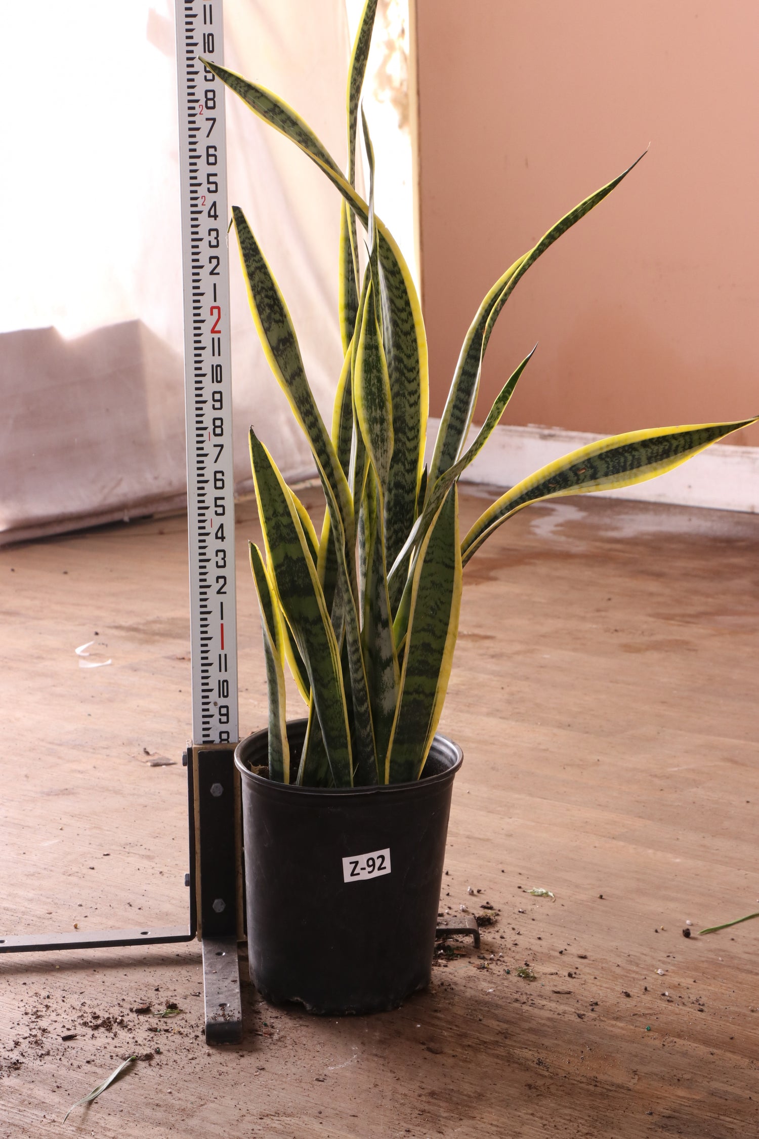 live snake plant nearby Buy Snake Plant (trifasciata) Online | Large Indoor Plant