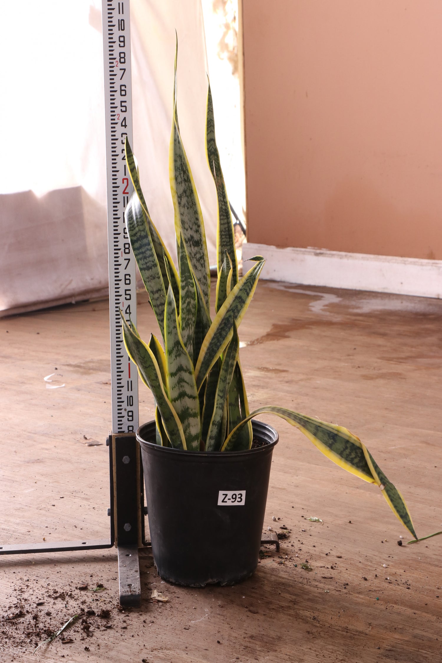 3 ft snake plant Buy Snake Plant (trifasciata) Online | Large Indoor Plant