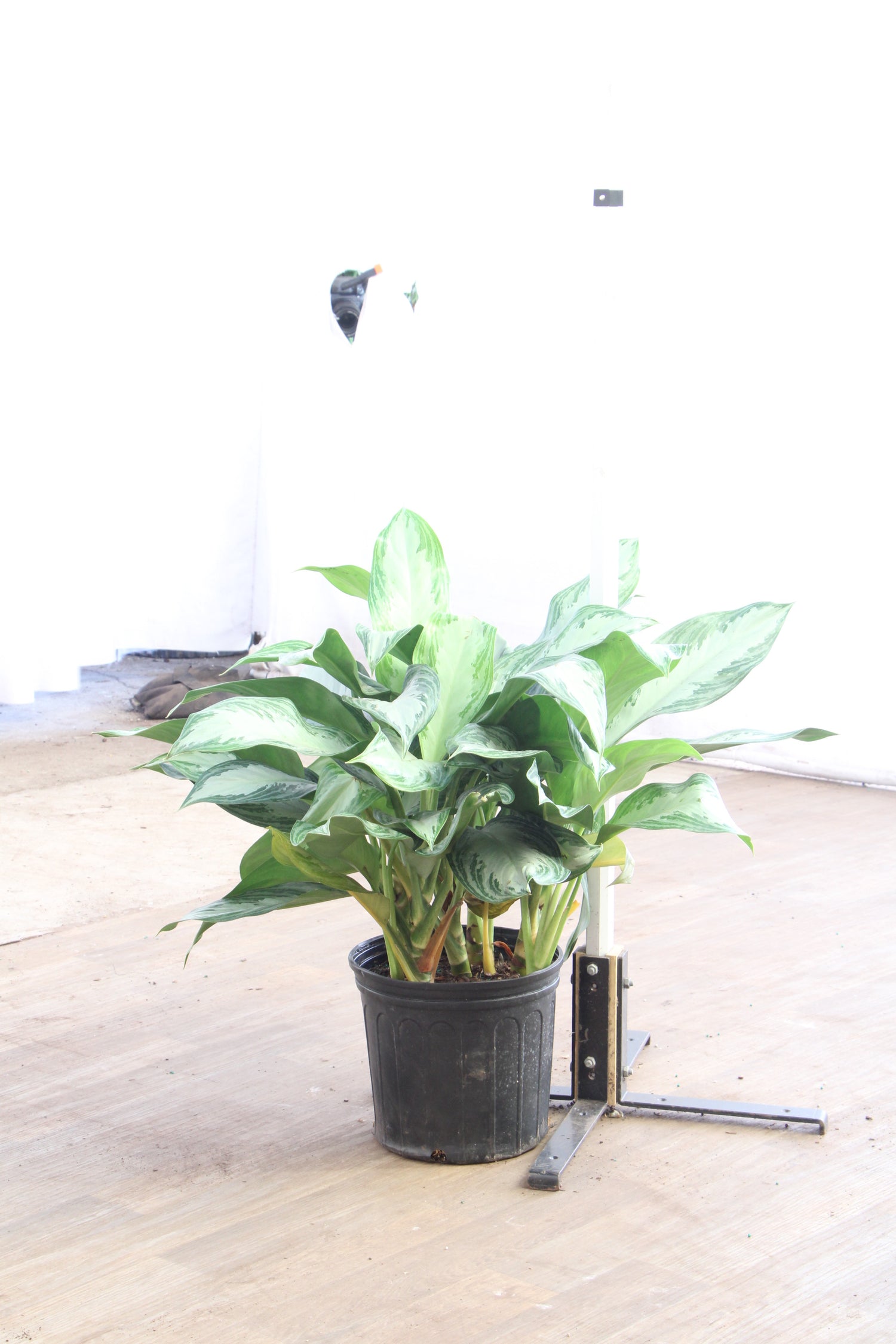 aglaonema lifespan Buy Chinese Evergreen 'Maria' Online | Large Indoor Plant