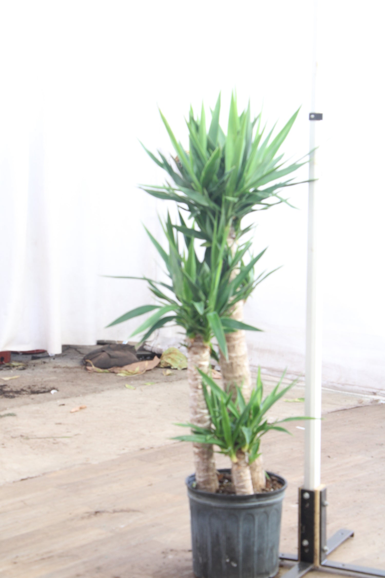 yucca cane watering Large Yucca Cane