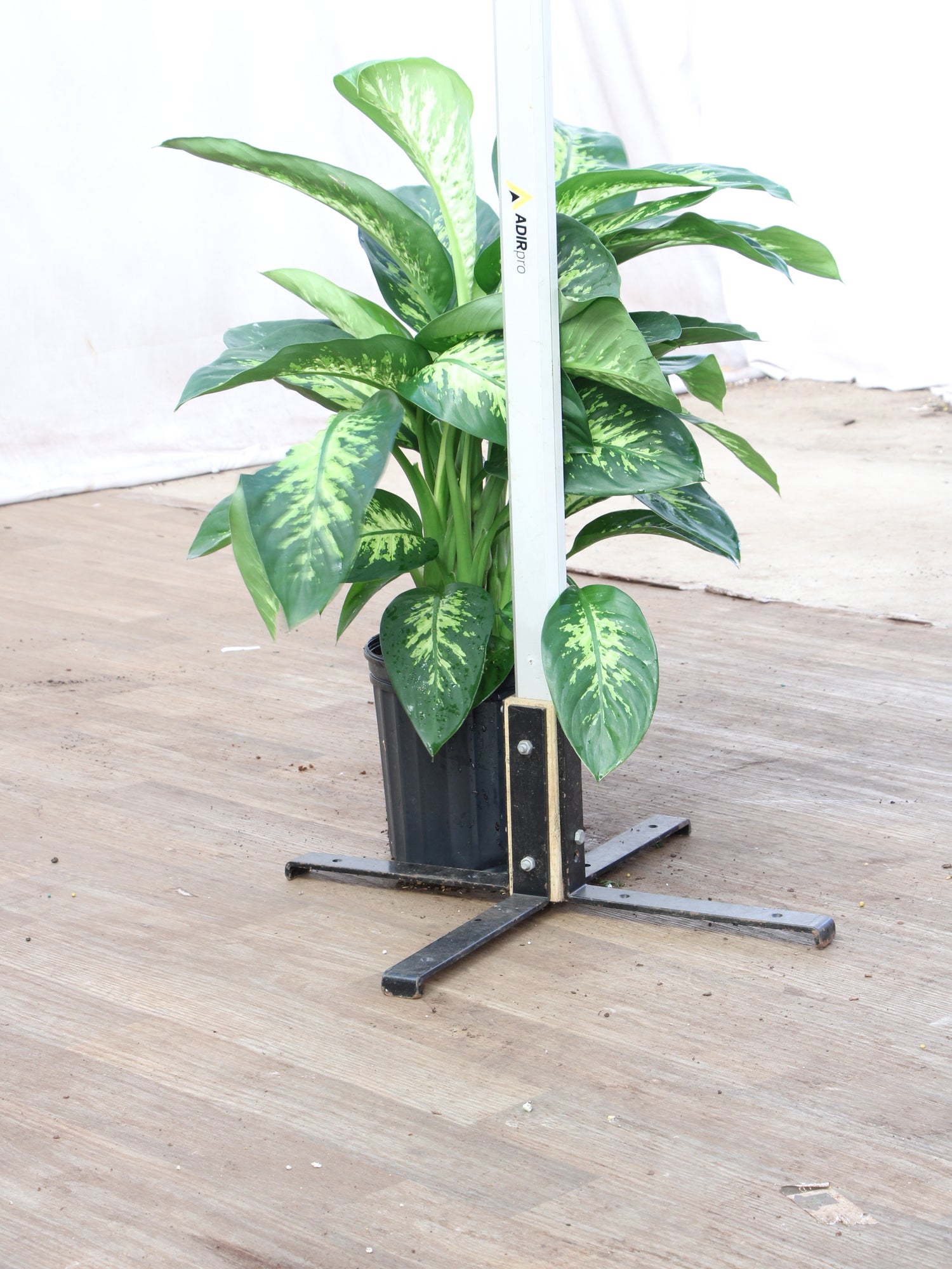 Large Dieffenbachia 'Tropic Snow'