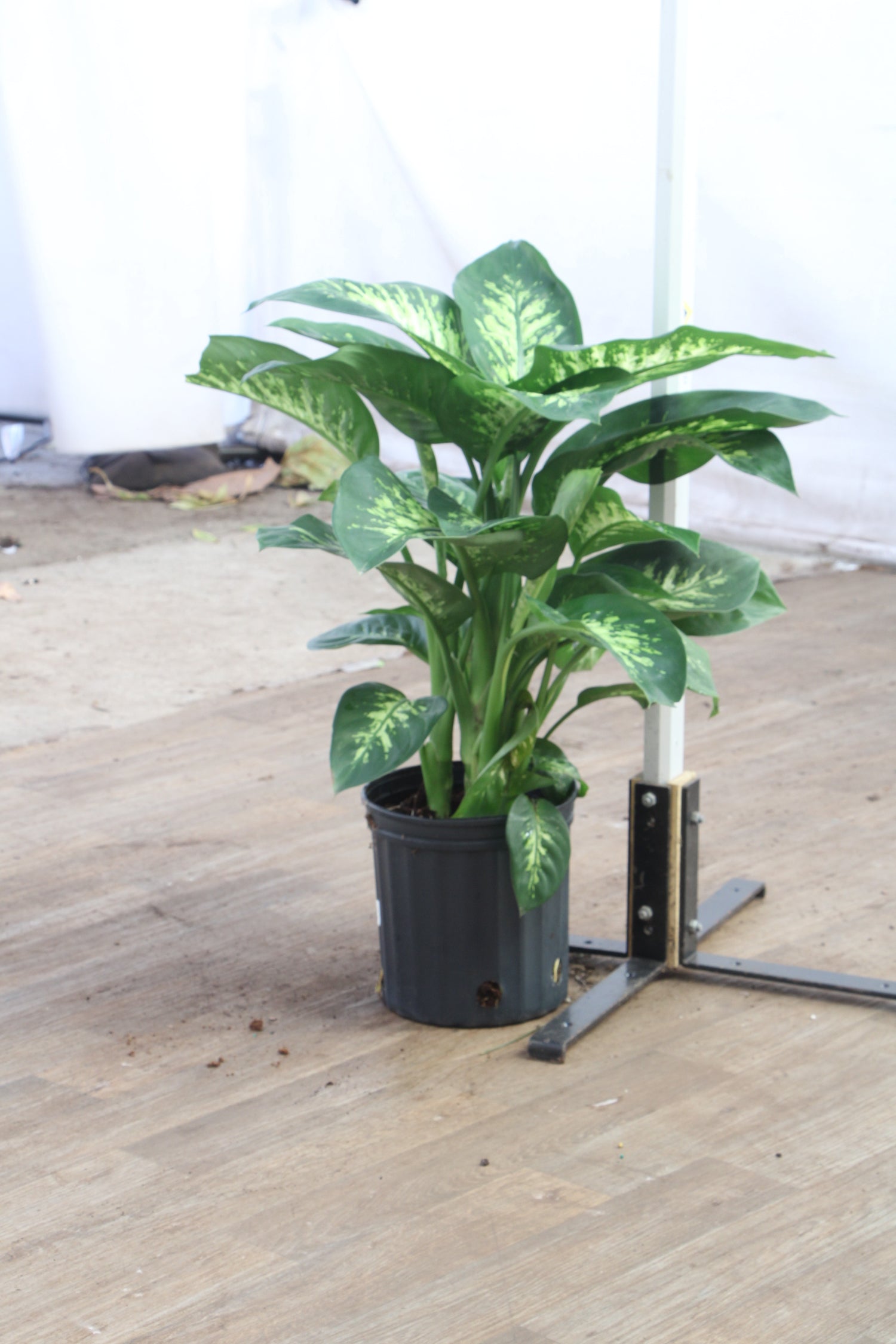 tall dieffenbachia plant 3-5 FT Dieffenbachia 'Tropic Snow' – Dahing Plants