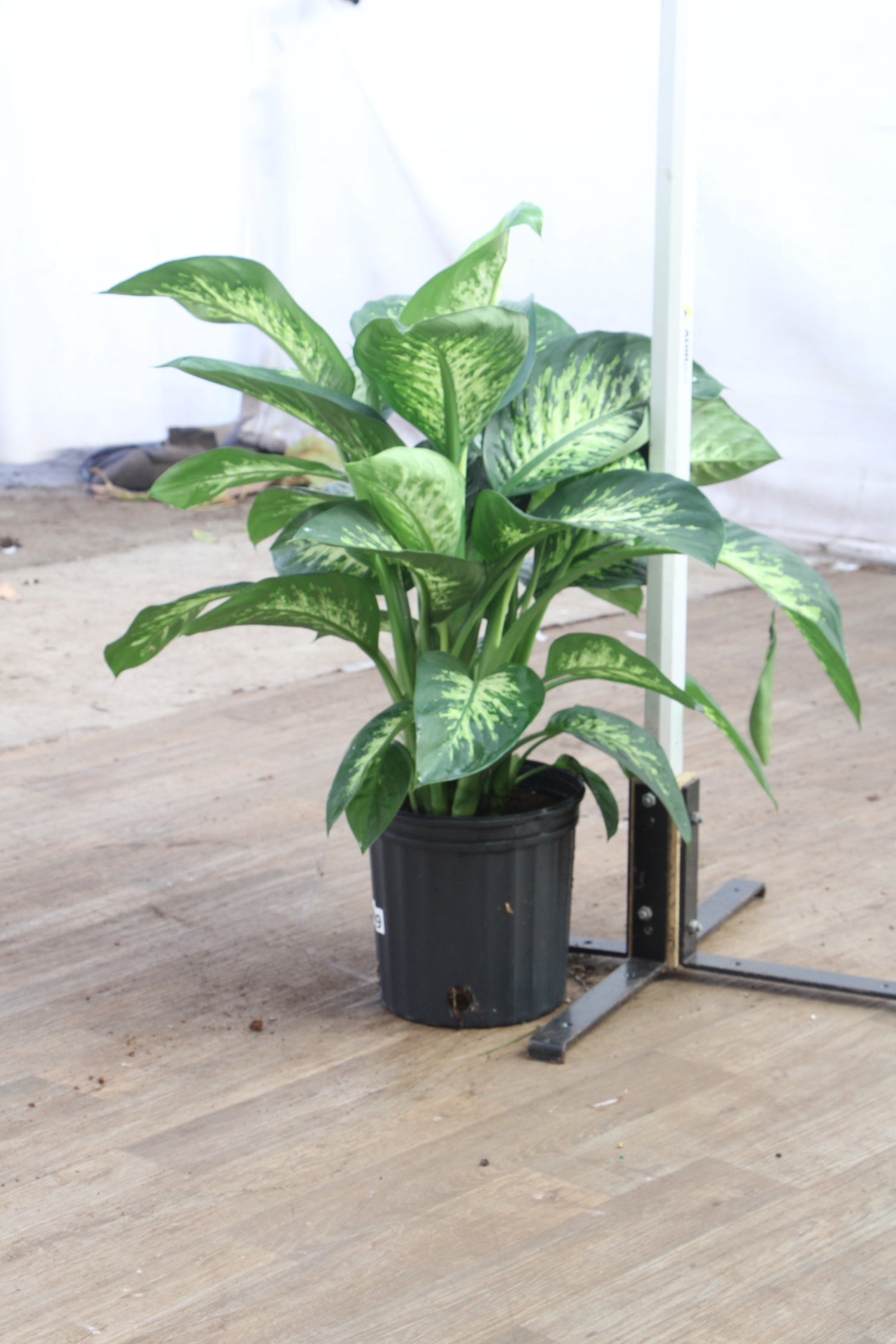 dieffenbachia amoena tropic snow Large Dieffenbachia 'Tropic Snow'