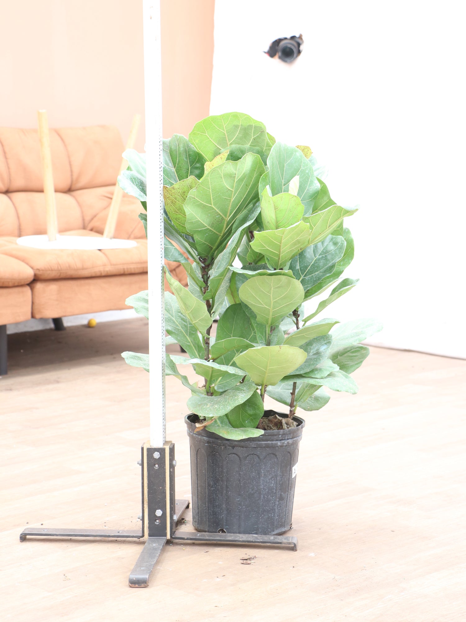 bush fiddle leaf fig Large Fiddle Leaf Fig (bush)