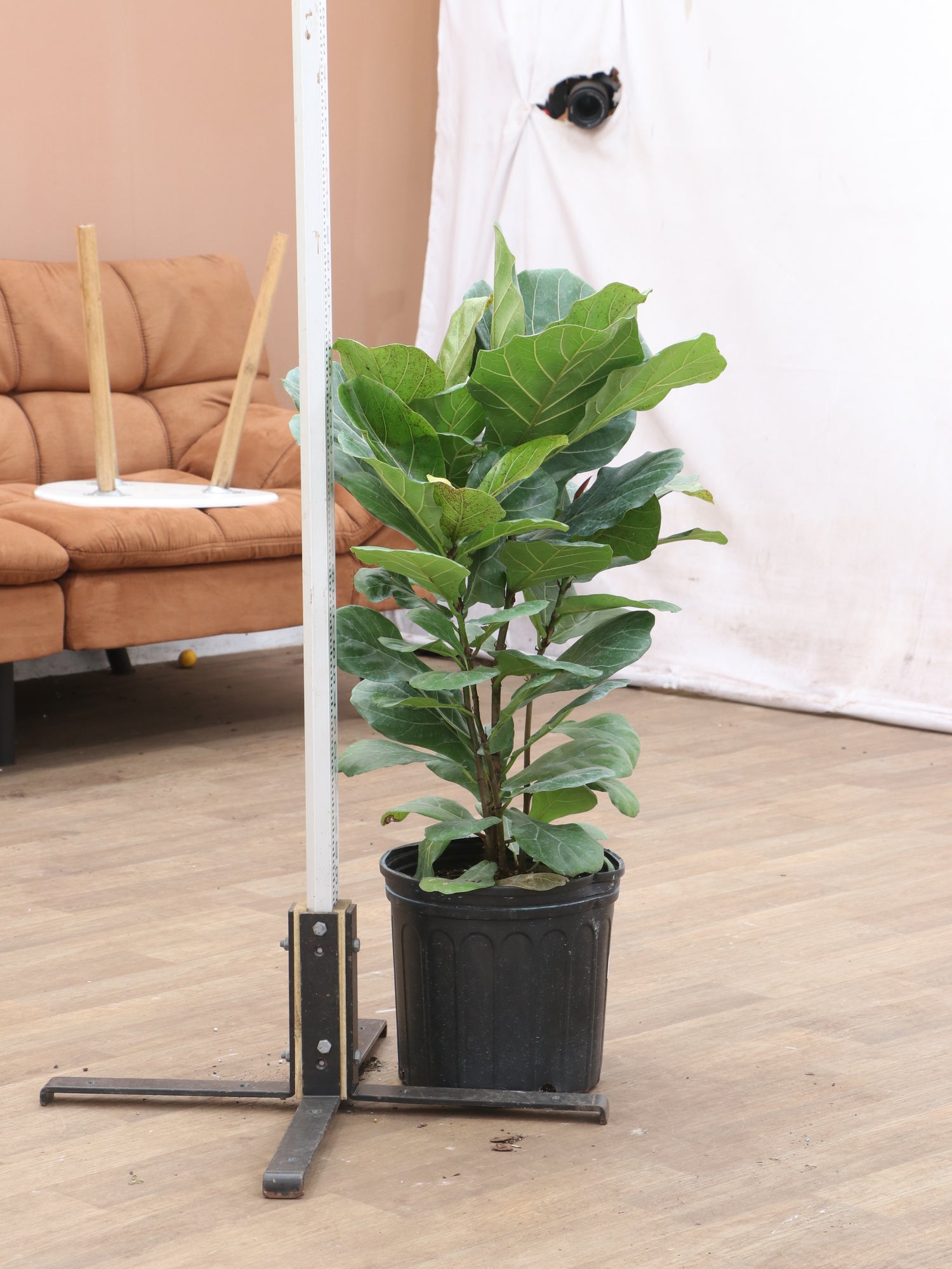 ikea fiddle leaf fig real Large Fiddle Leaf Fig (bush)