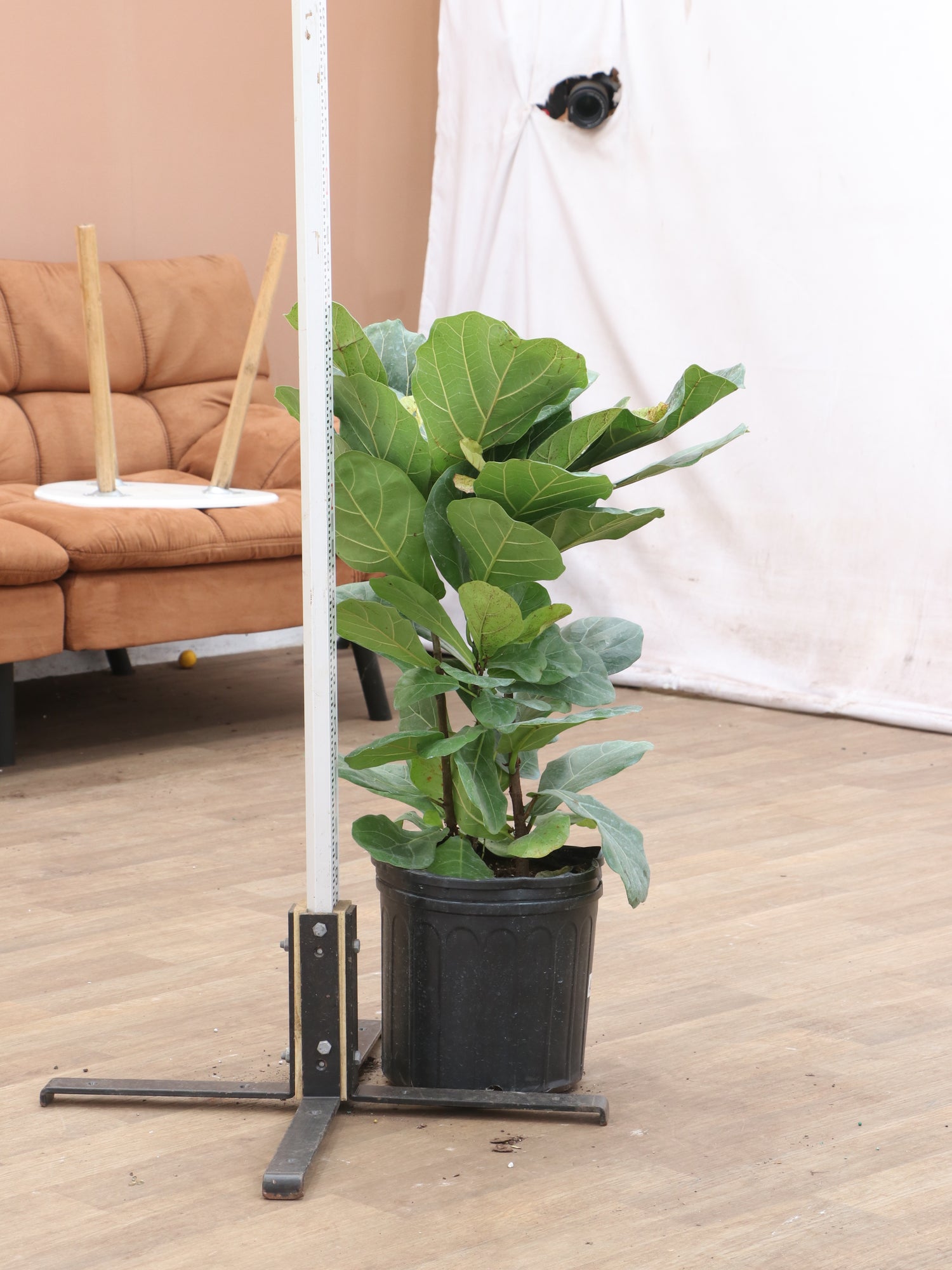 large fiddle leaf fig plant Buy Fiddle Leaf Fig (bush) Online | Large Indoor Plant