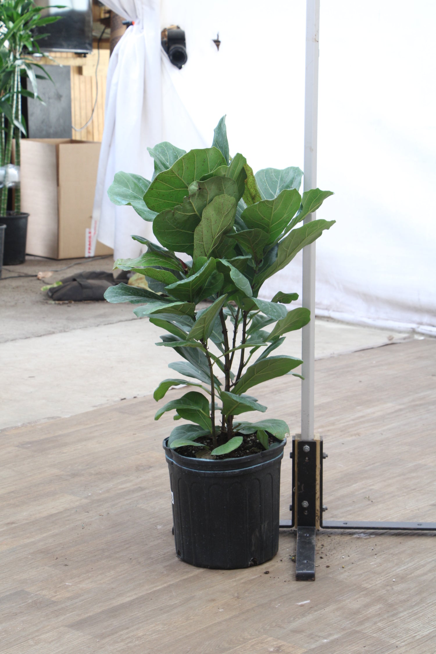 fiddle fig leaf bush Buy Fiddle Leaf Fig (bush) Online | Large Indoor Plant