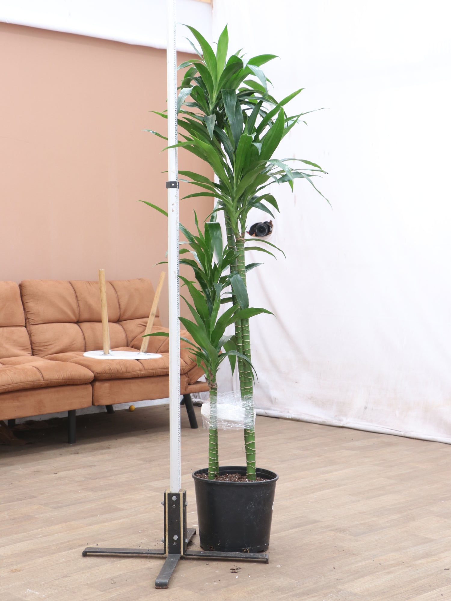 large indoor plants b&q Large Lisa Cane
