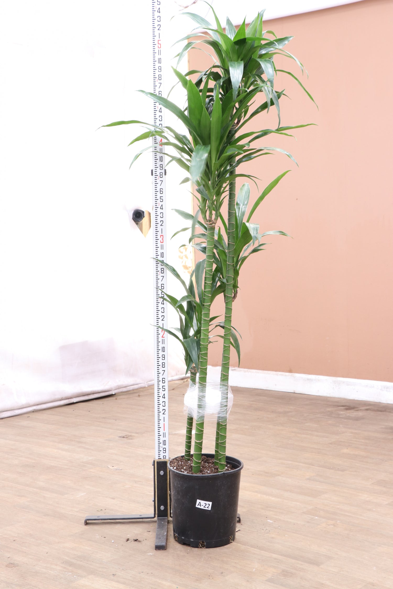 dracaena lisa for sale Buy Large Lisa Cane Online | Large Indoor Plant